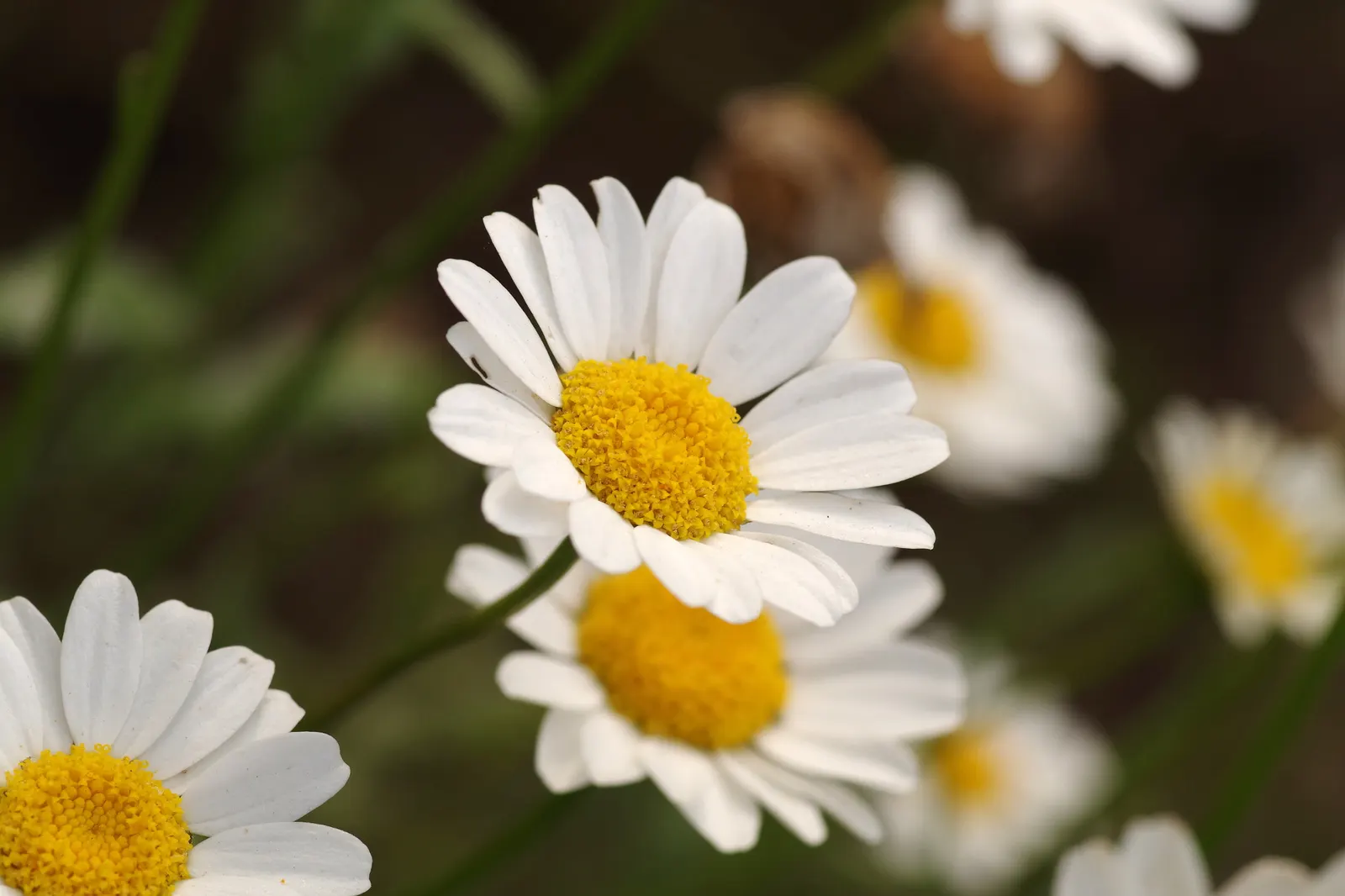 Miniature Annual Daisy (Chrysanthemum Paludosum) — is a delightful and charming addition to any landscape design