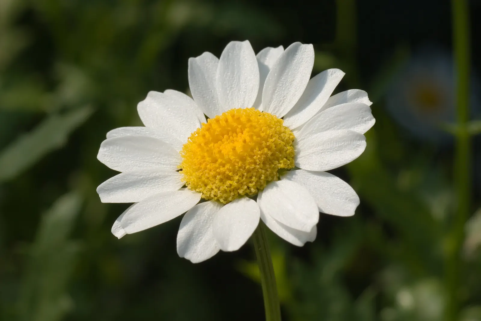 Miniature Annual Daisy (Chrysanthemum Paludosum) — Miniature Annual Marguerite (Chrysanthemum paludosum) is a charming, compact annual, flourishing in full sun