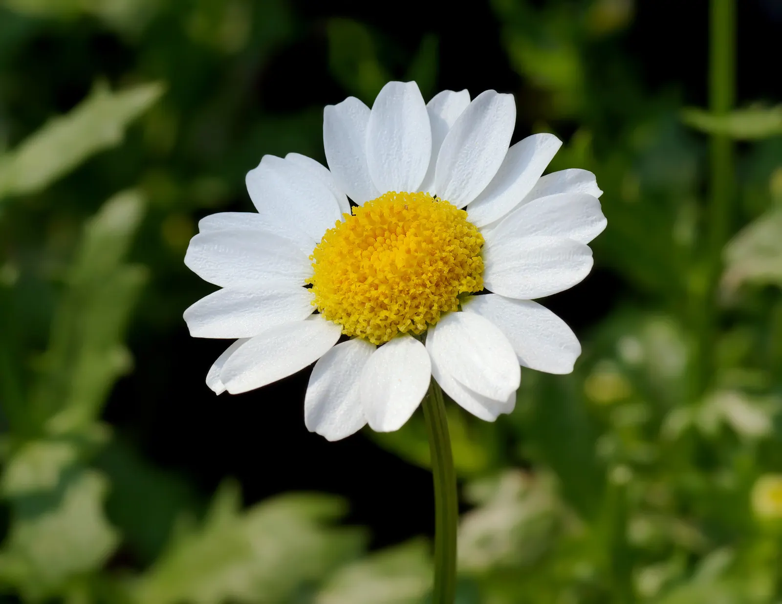 Miniature Annual Daisy (Chrysanthemum Paludosum) — Ideal for borders and containers, it reaches 6-12 inches in height with a similar spread