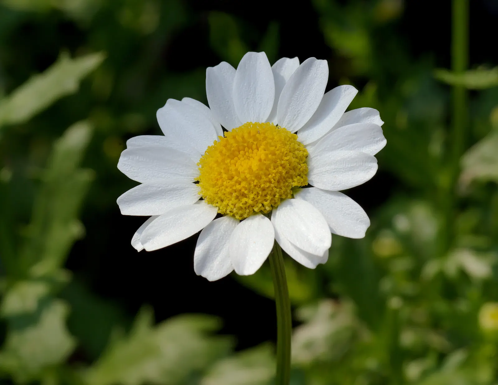 Miniature Annual Daisy (Chrysanthemum Paludosum) — it adds continuous color and pairs well with other annuals for a vibrant display