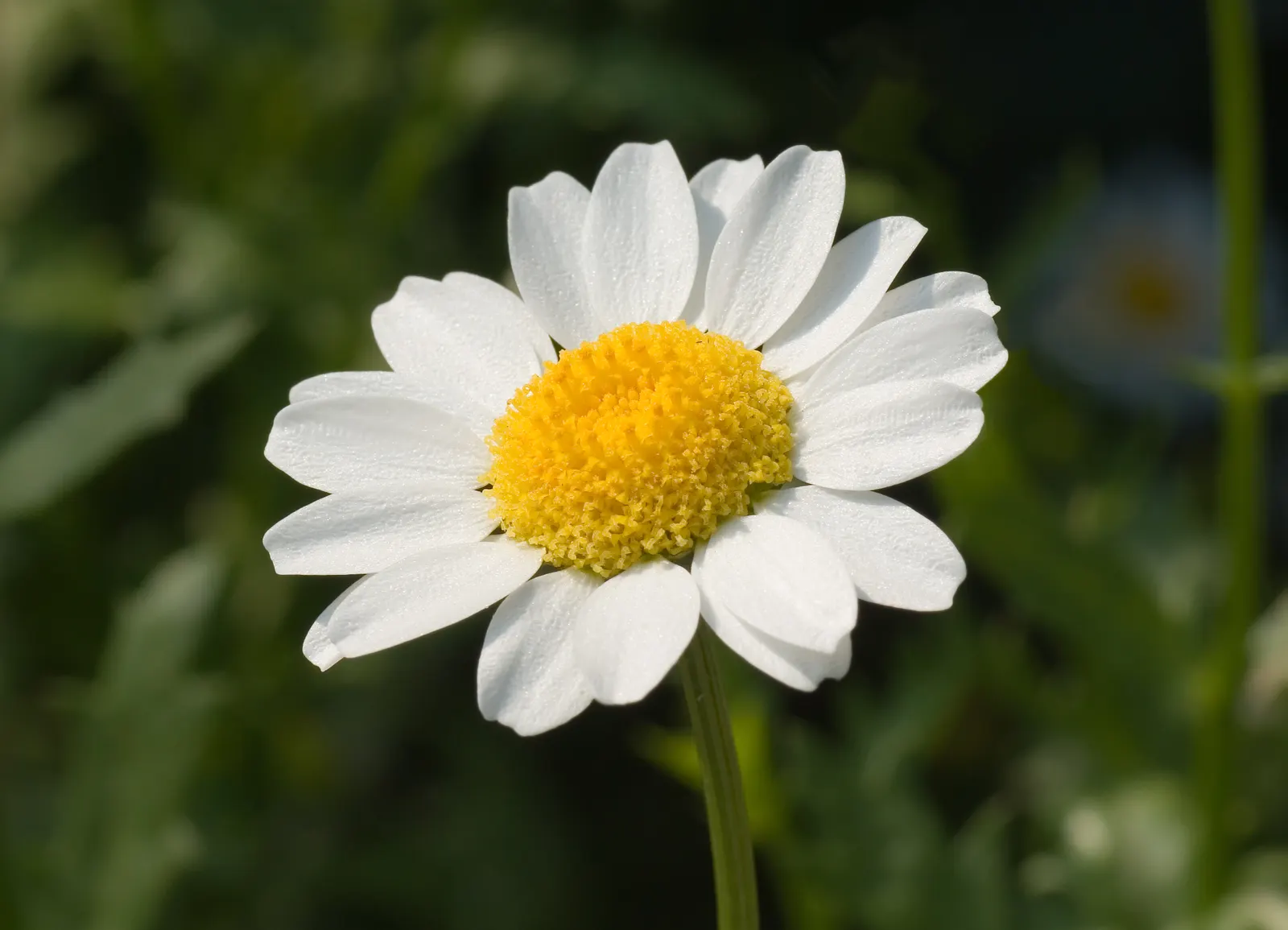 Miniature Annual Daisy (Chrysanthemum Paludosum) — It boasts daisy-like white blooms with sunny yellow centers, spanning about 1-2 inches across