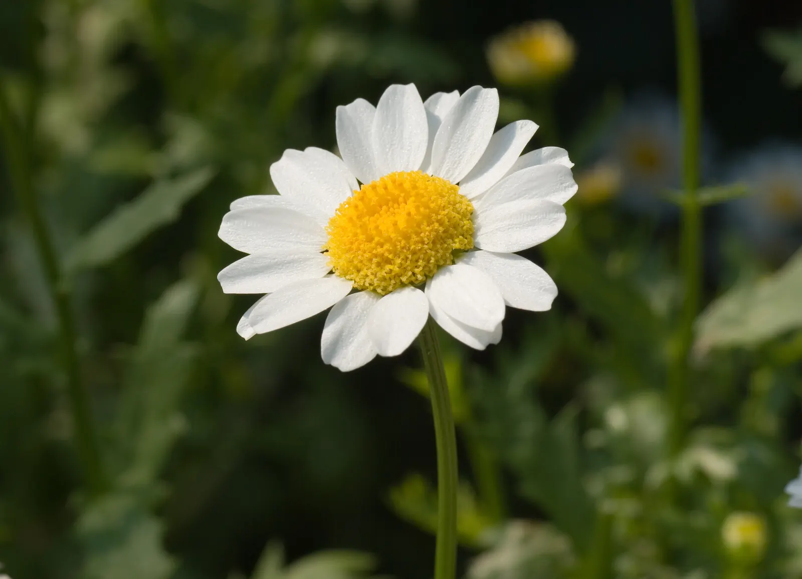 Miniature Annual Daisy (Chrysanthemum Paludosum) — Prefers well-draining soil and regular watering