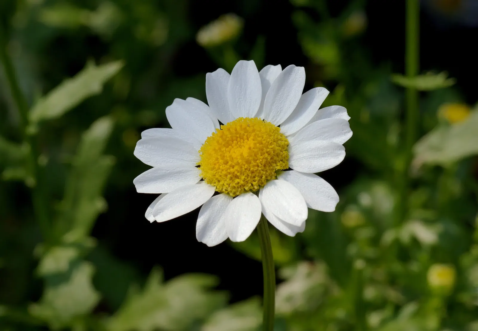 Miniature Annual Daisy (Chrysanthemum Paludosum) — Blooming from early summer to frost