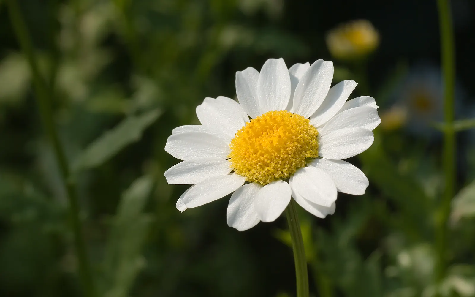 Miniature Annual Daisy (Chrysanthemum Paludosum) — scientifically known as Chrysanthemum paludosum