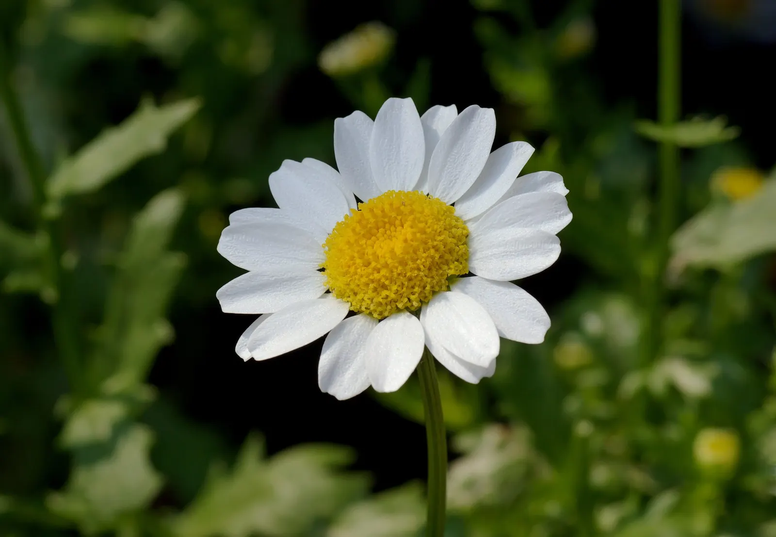 Miniature Annual Daisy (Chrysanthemum Paludosum) — Chrysanthemum paludosum reaches a mature height of between 6 to 12 inches and spreads equally wide