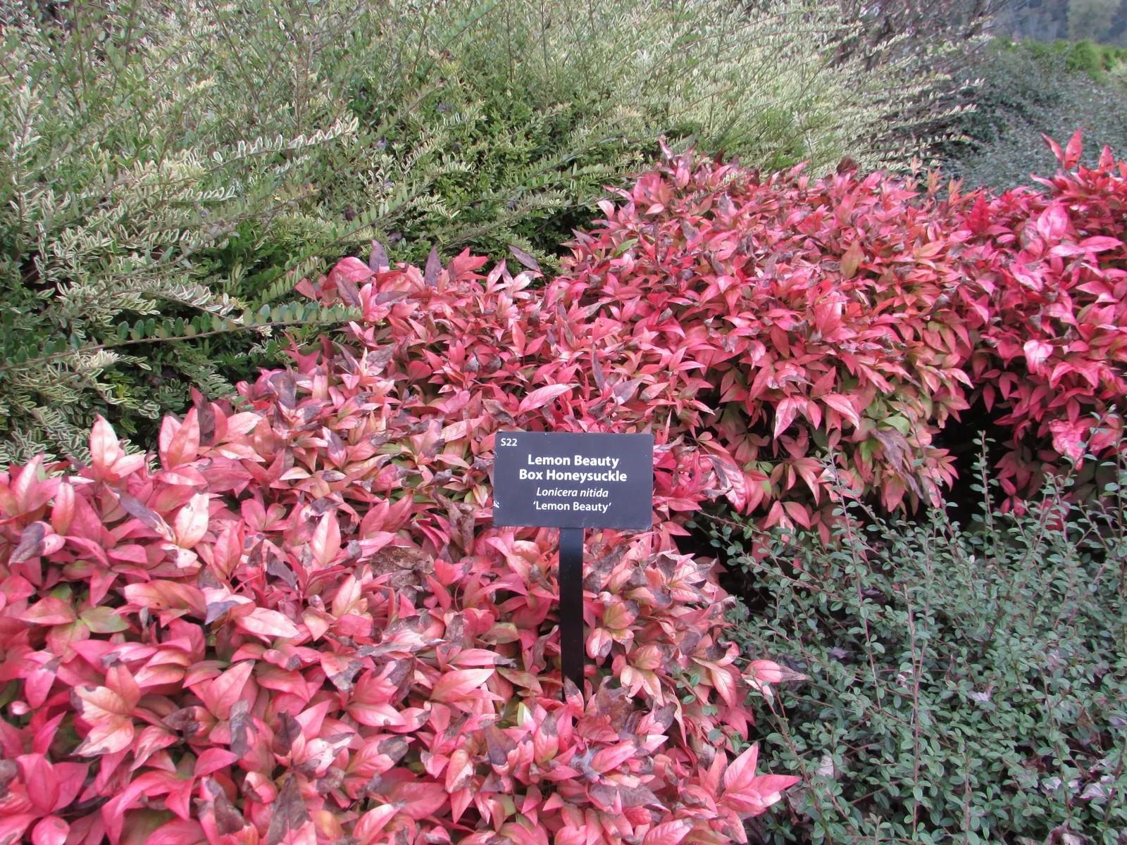 Lemon Beauty Box Honeysuckle (Lonicera Nitida 'Lemon Beauty') — Lonicera nitida 'Lemon Beauty' is an evergreen shrub prized for its variegated foliage