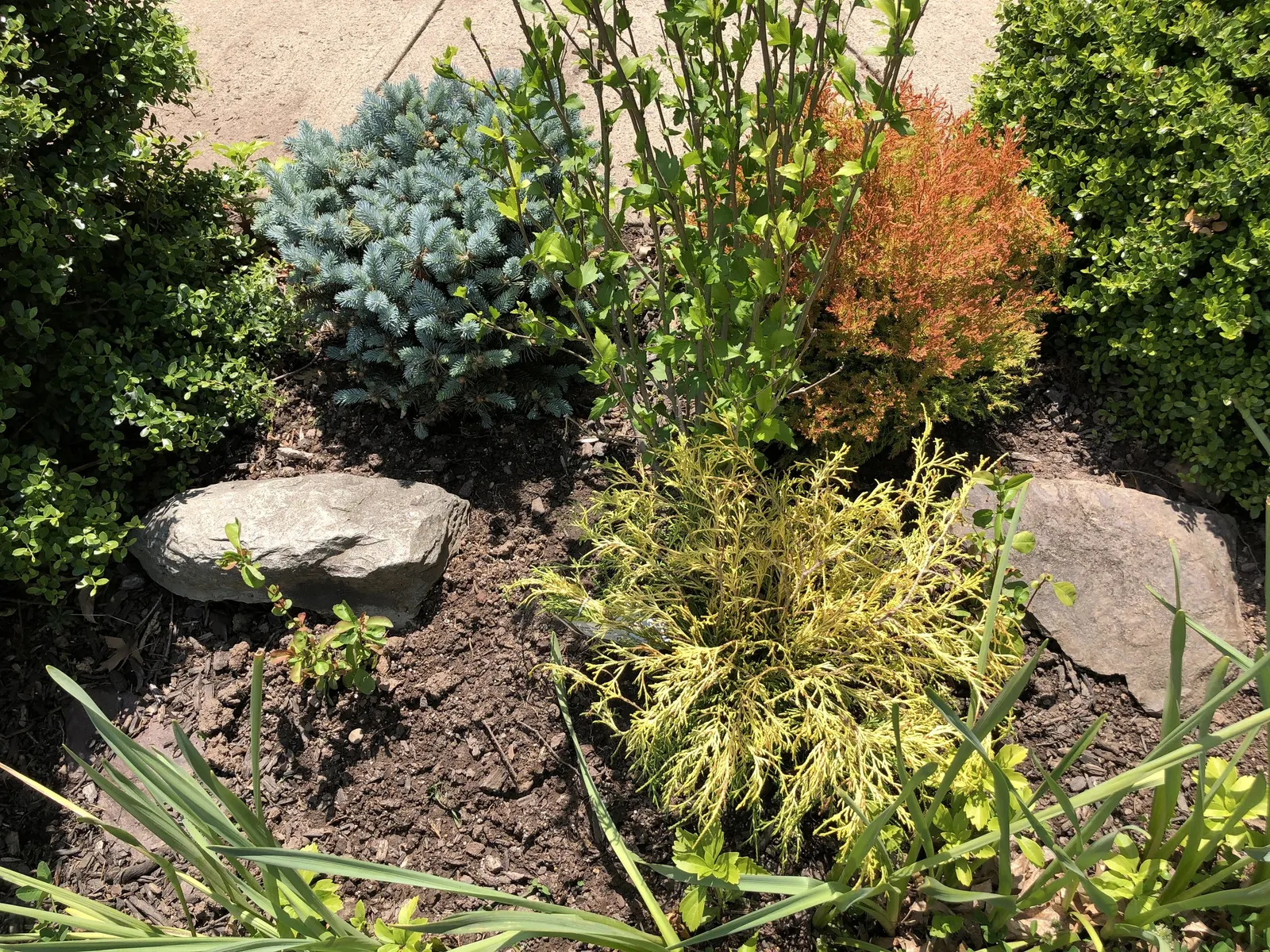 Dwarf False Arborvitae (Thujopsis Dolobrata 'Nana') — evergreen conifer prized for its dense