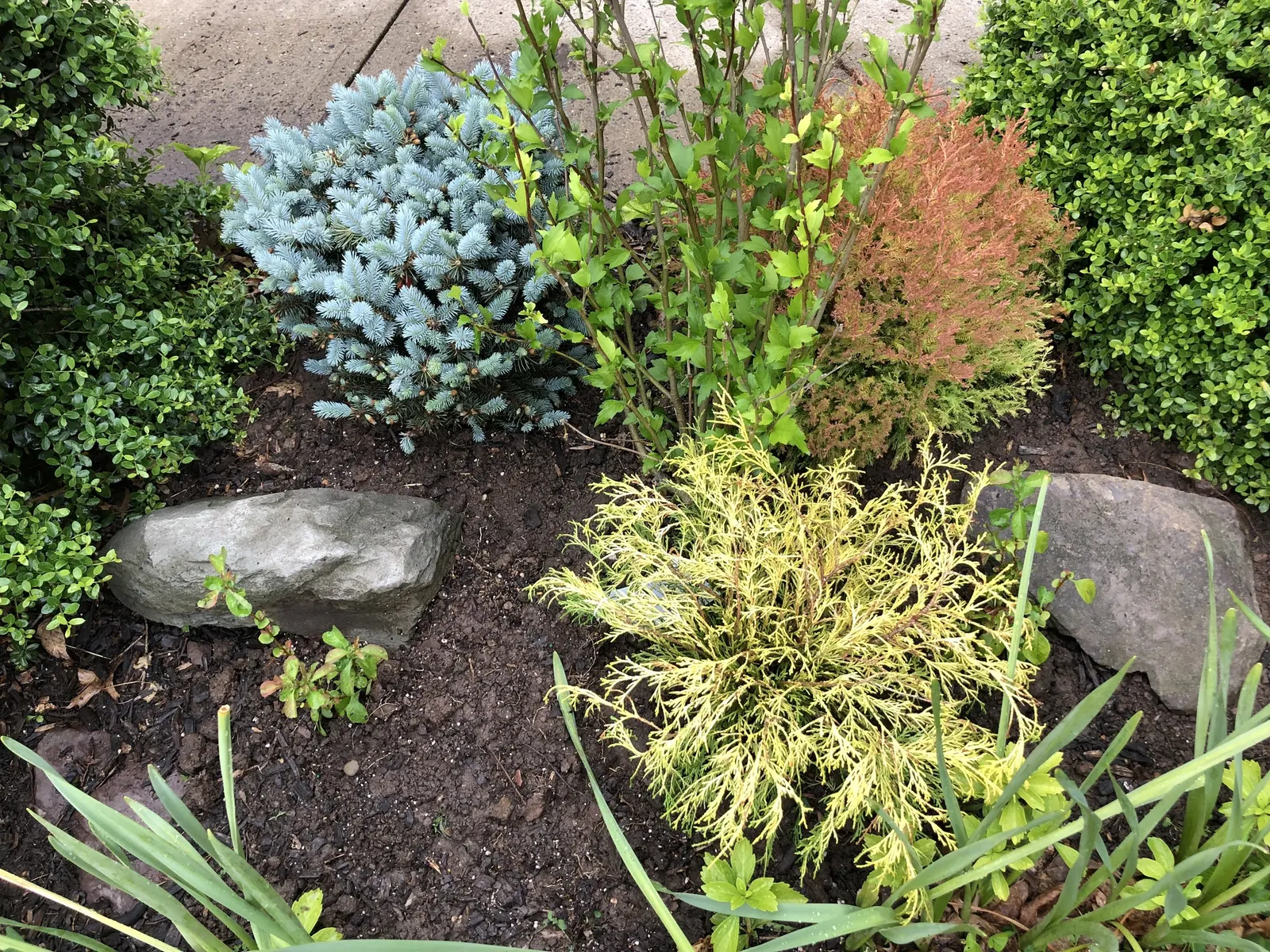 Dwarf False Arborvitae (Thujopsis Dolobrata 'Nana') — Thujopsis dolabrata 'Nana'