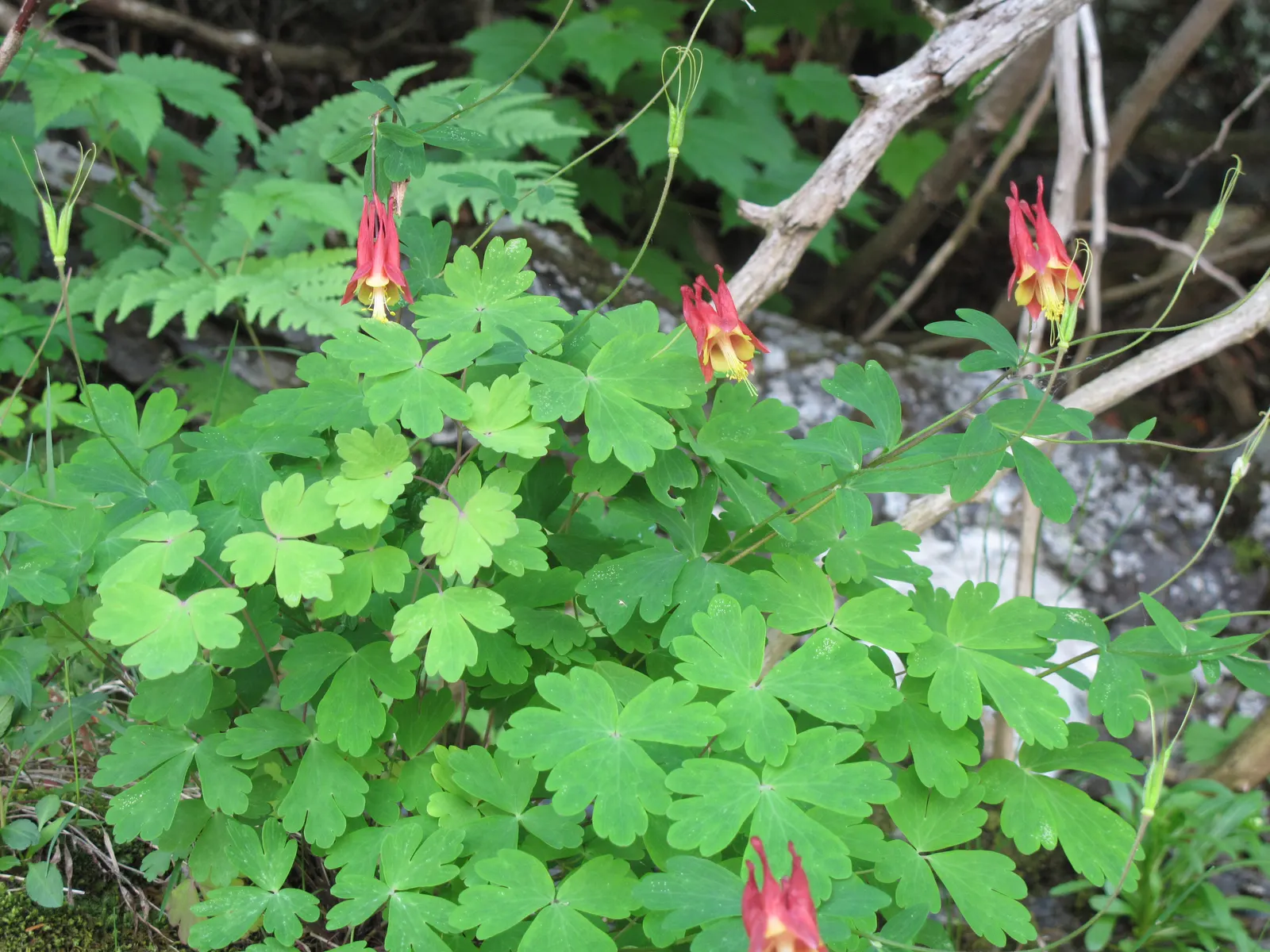 Wild Columbine (Aquilegia Canadensis) — consider the Wild Columbine for its low maintenance needs and captivating appearance; offering a, image 99