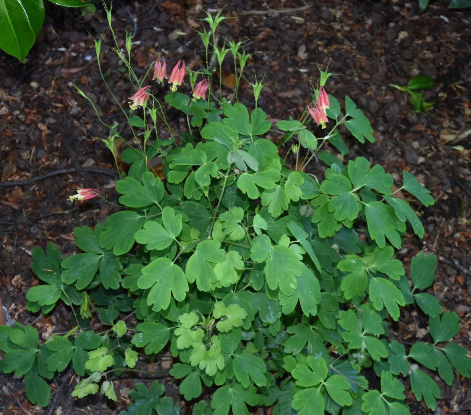 Wild Columbine (Aquilegia Canadensis) — Its ability to self-seed under congenial conditions can ensure its presence for years to come; the Wild Columbine