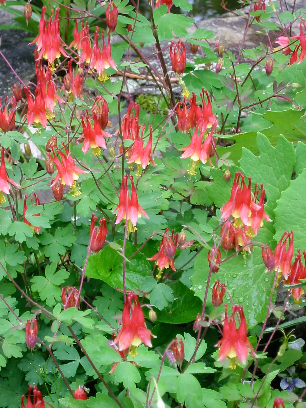 Wild Columbine (Aquilegia Canadensis) — red and yellow flowers in the garden