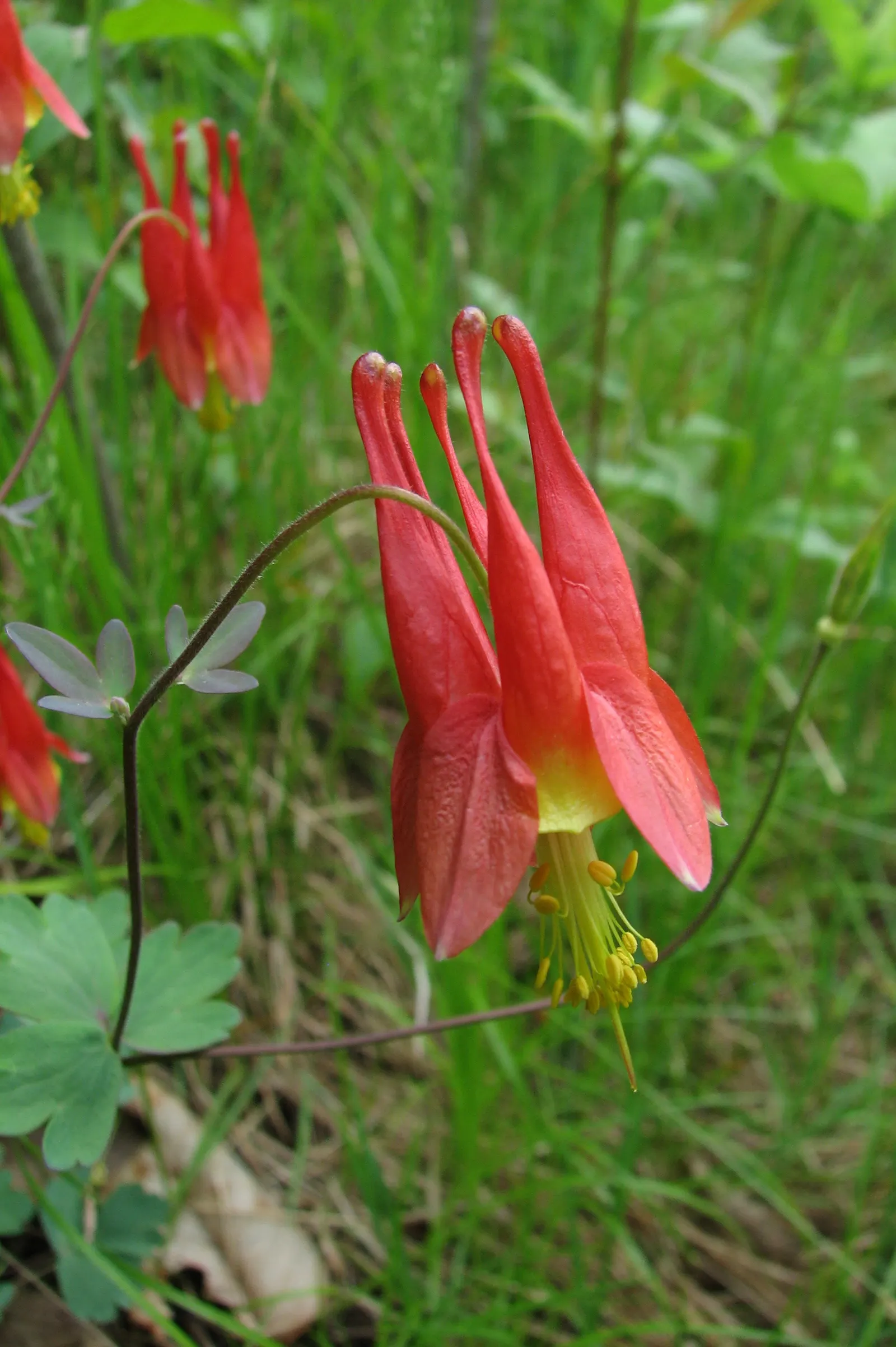 Wild Columbine (Aquilegia Canadensis) — At maturity, it stands 1-3 feet tall with a similar spread, image 151