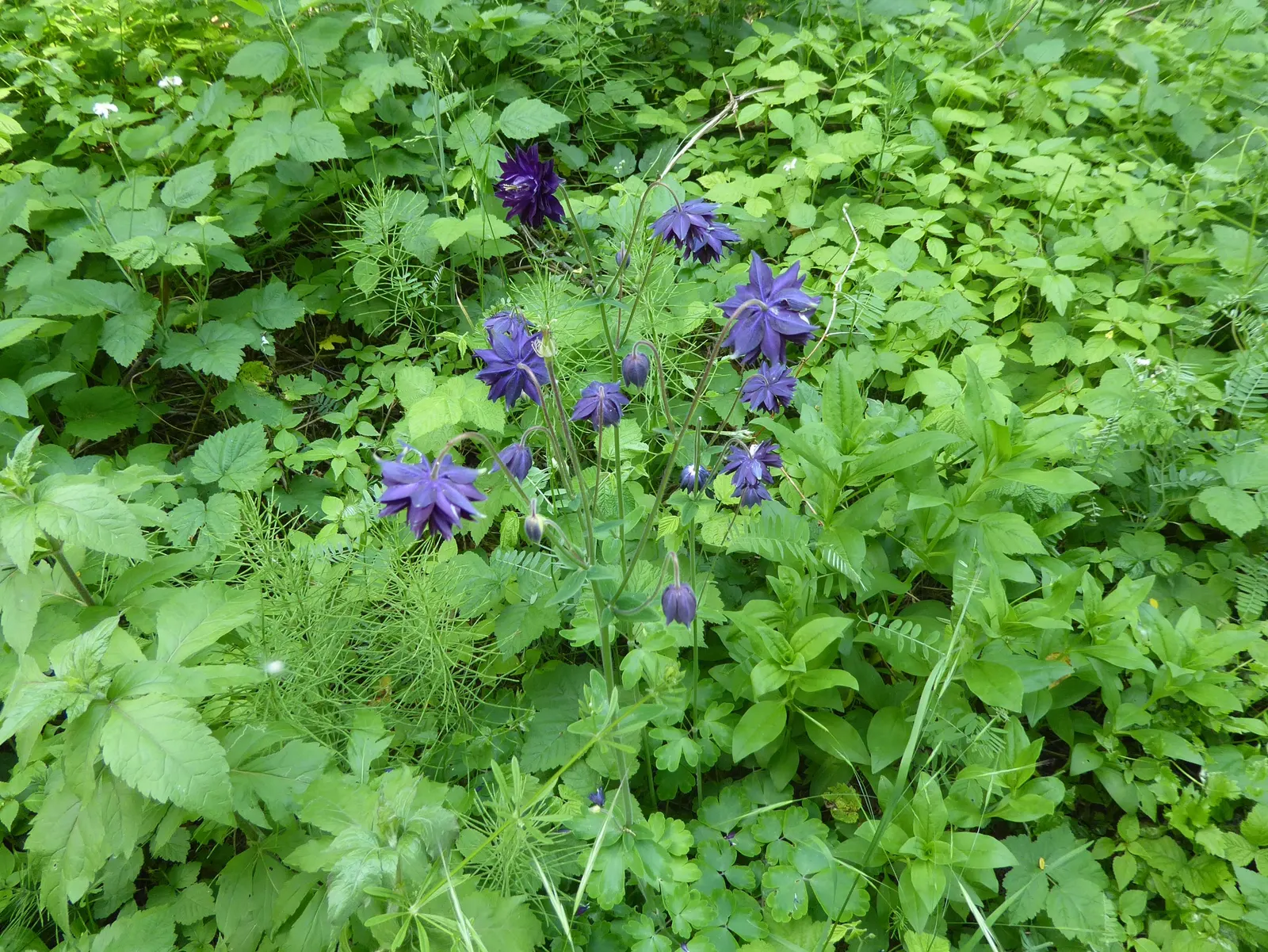 Wild Columbine (Aquilegia Canadensis) — Known for its adaptability; at maturity, it stands 1-3 feet tall with a similar spread