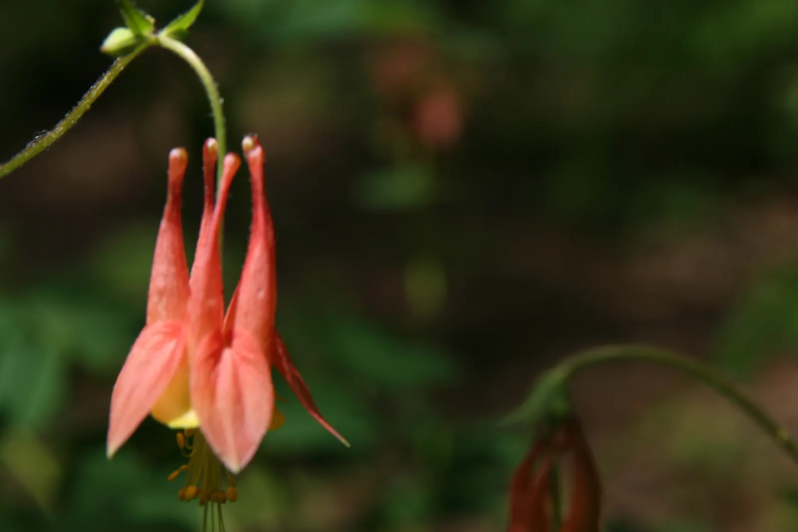 Wild Columbine (Aquilegia Canadensis) — nodding red and yellow flowers