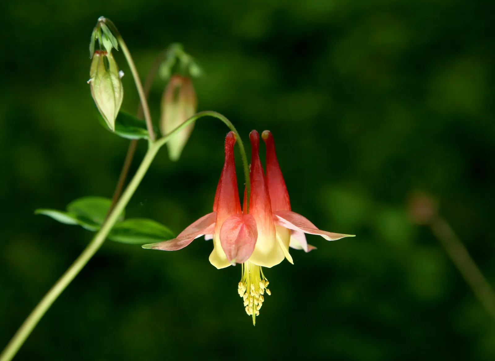 Wild Columbine (Aquilegia Canadensis) — the Wild Columbine flourishes in USDA Hardiness Zones 3 through 8, image 53