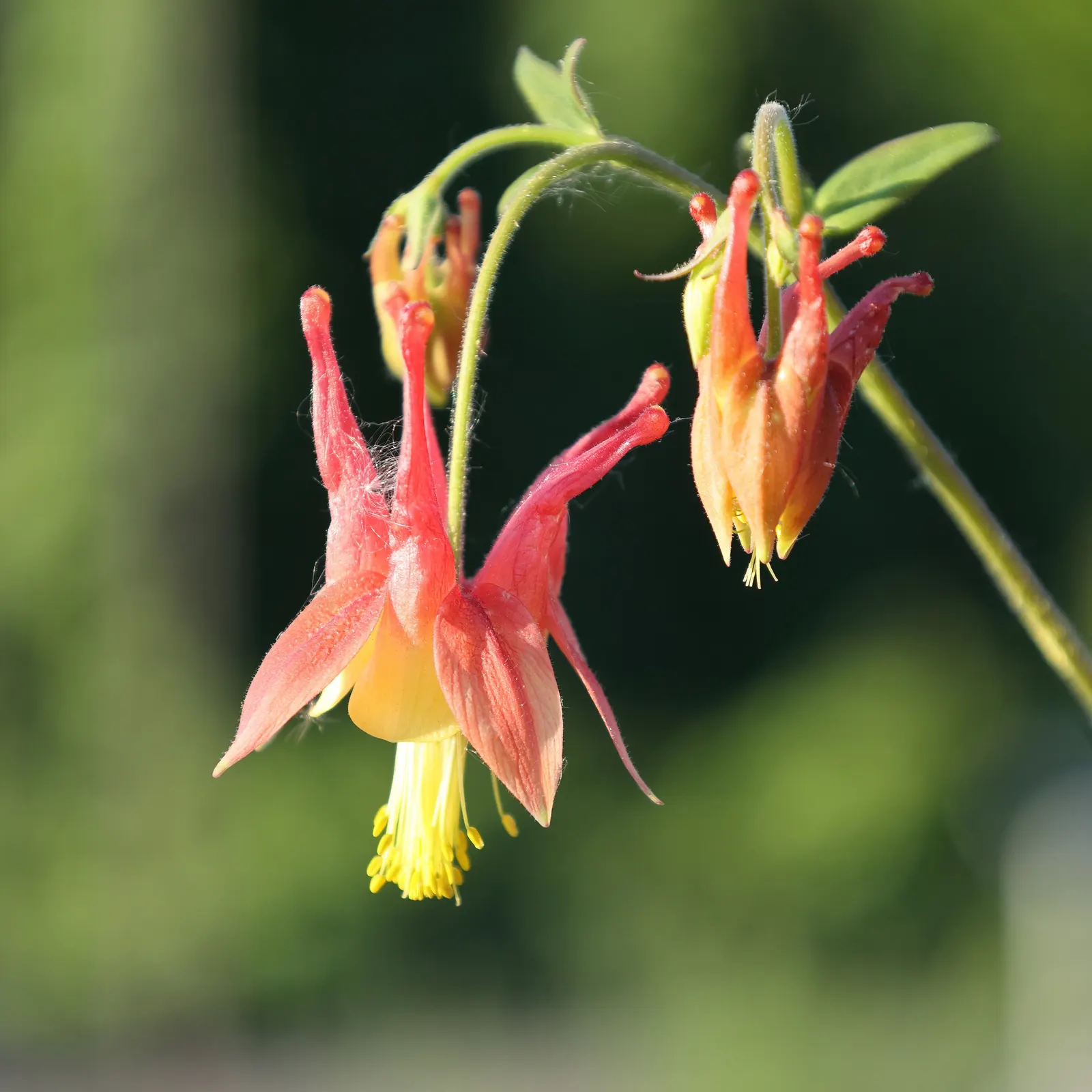 Wild Columbine (Aquilegia Canadensis) — Attracts hummingbirds and beneficial pollinators; ideal for woodland or naturalized gardens; the Wild, image 89