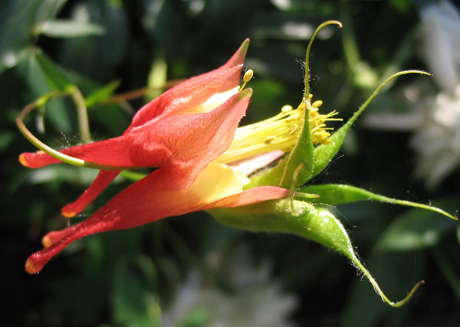 Wild Columbine (Aquilegia Canadensis) — Its ability to self-seed under congenial conditions can ensure its presence for years to come; the Wild, image 164