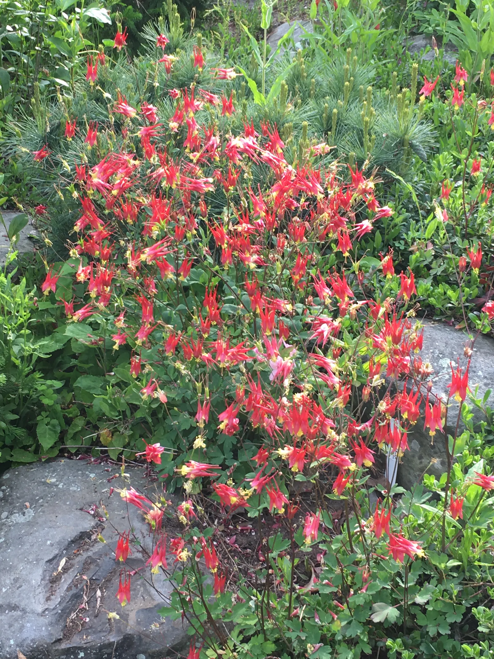 Wild Columbine (Aquilegia Canadensis) — Its ability to self-seed under congenial conditions can ensure its presence for years to come; the Wild, image 59