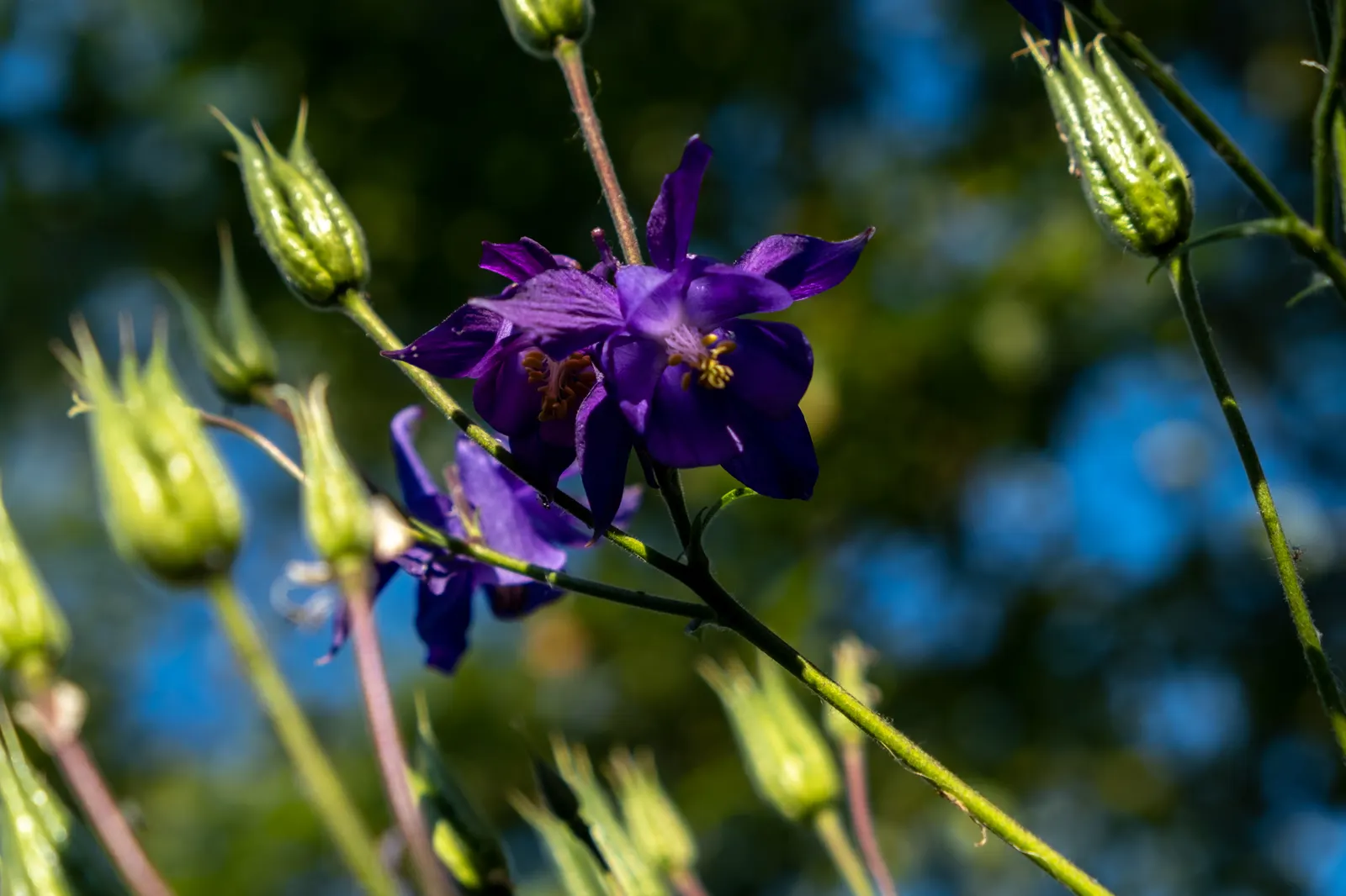Wild Columbine (Aquilegia Canadensis) — Its ability to self-seed under congenial conditions can ensure its presence for years to come; the Wild, image 101