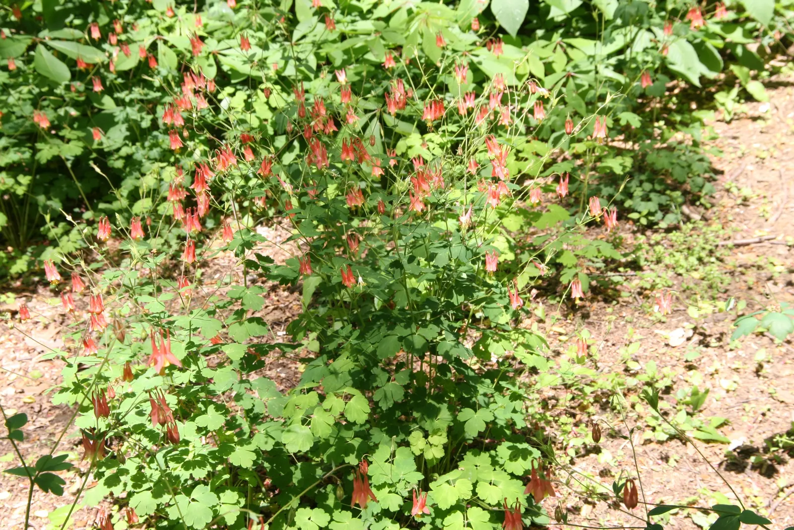 Wild Columbine (Aquilegia Canadensis) — At maturity, it stands 1-3 feet tall with a similar spread, image 88