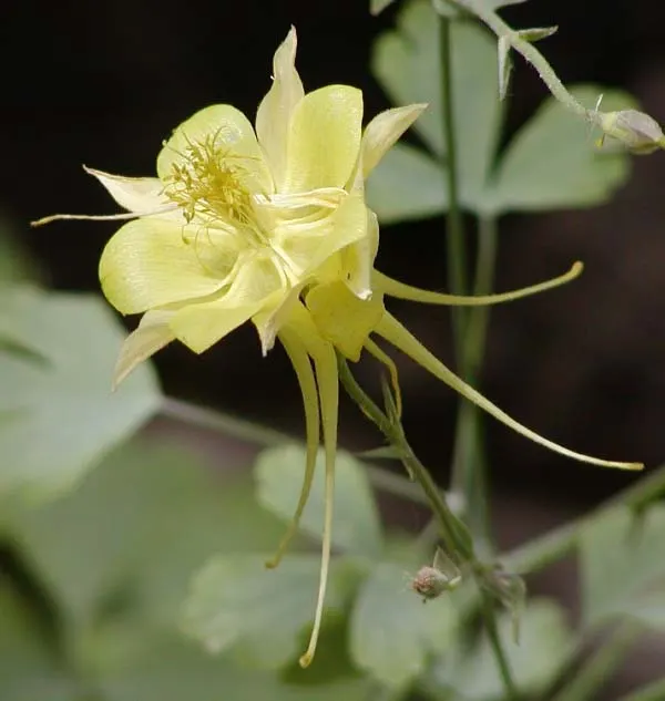 Wild Columbine (Aquilegia Canadensis) — These blooms are a magnet for hummingbirds and butterflies; at maturity, it stands 1-3 feet tall with a, image 97