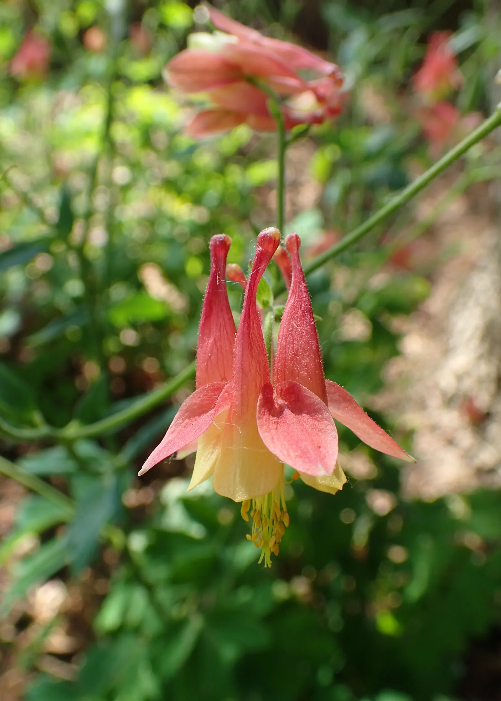 Wild Columbine (Aquilegia Canadensis) — These blooms are a magnet for hummingbirds and butterflies; at maturity, it stands 1-3 feet tall with a, image 118