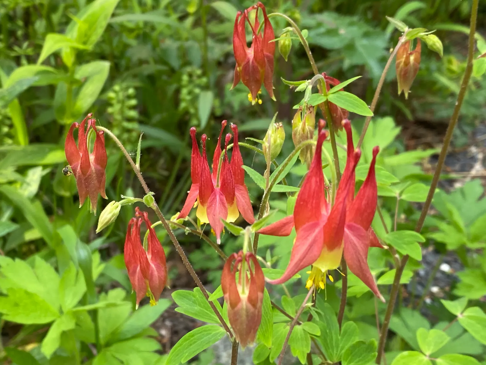 Wild Columbine (Aquilegia Canadensis) — It thrives in part shade but can tolerate full sun in cooler climates, provided the soil remains moist; the, image 119