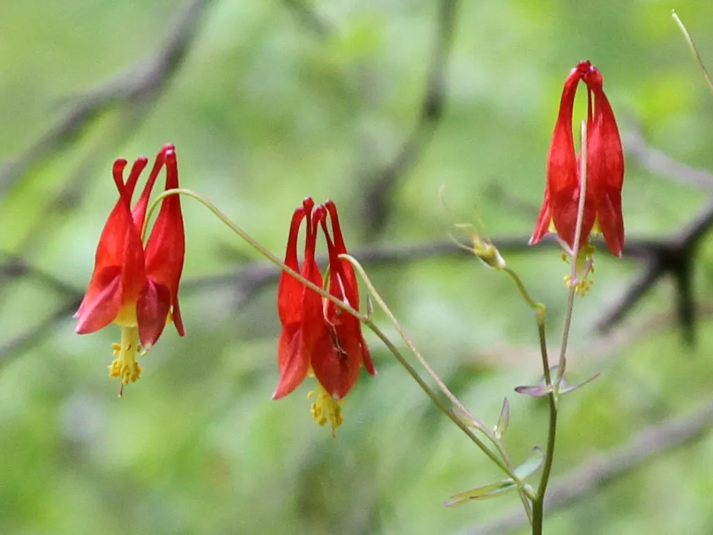Wild Columbine (Aquilegia Canadensis) — Attracts hummingbirds and beneficial pollinators; ideal for woodland or naturalized gardens; the Wild, image 68