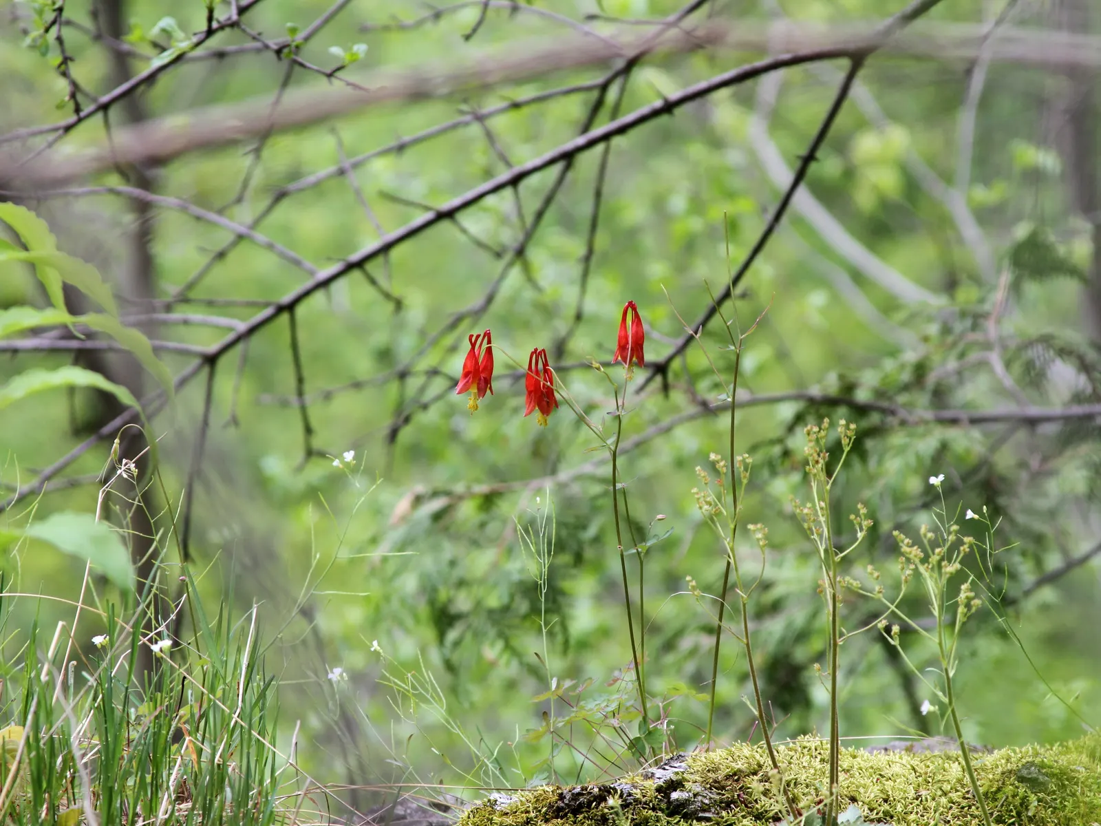 Wild Columbine (Aquilegia Canadensis) — nodding red and yellow flowers; offering a naturalized aesthetic to the design