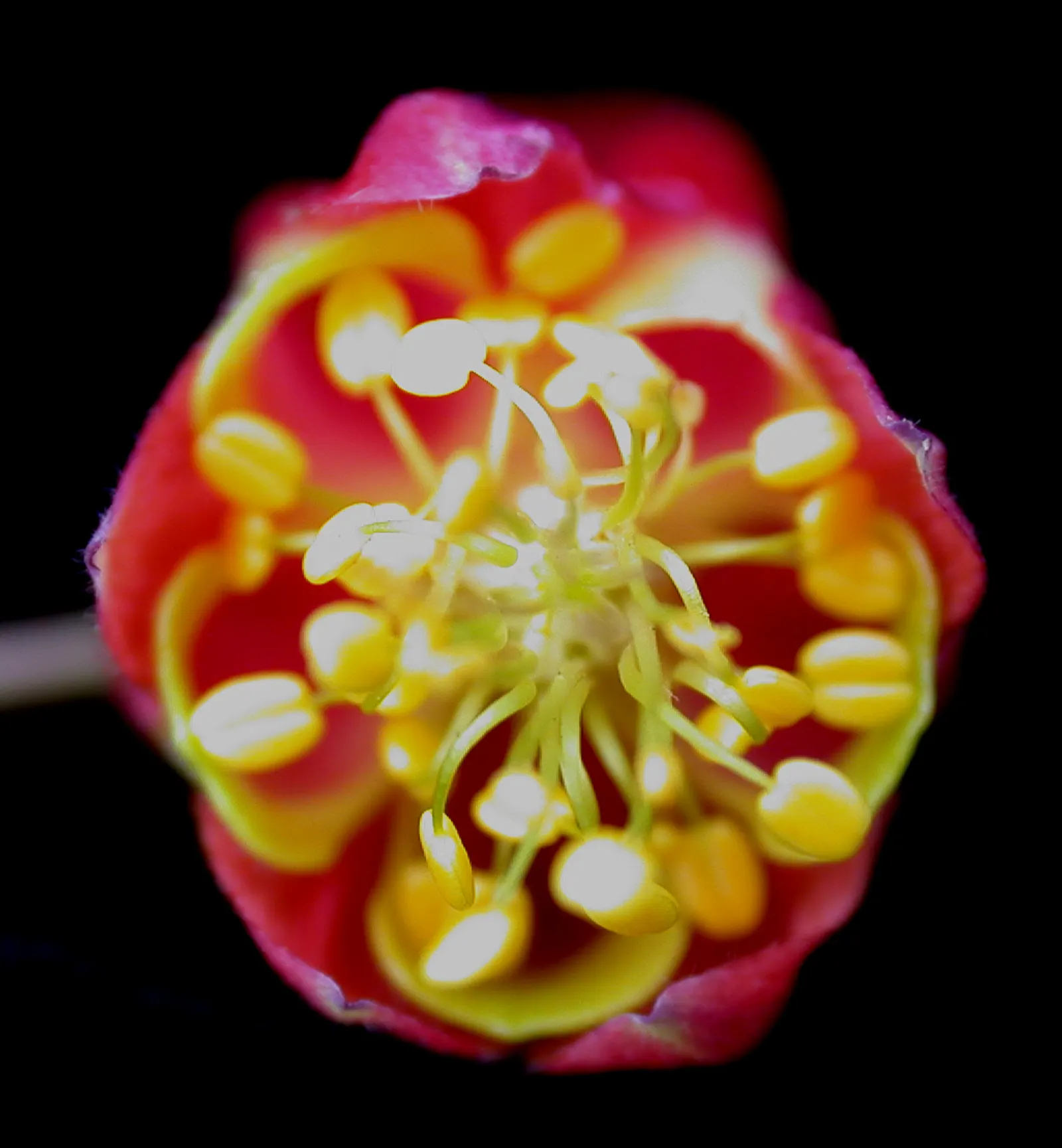 Wild Columbine (Aquilegia Canadensis) — It features distinct, nodding red and yellow flowers with backward-pointing spurs, blooming April to June, image 149