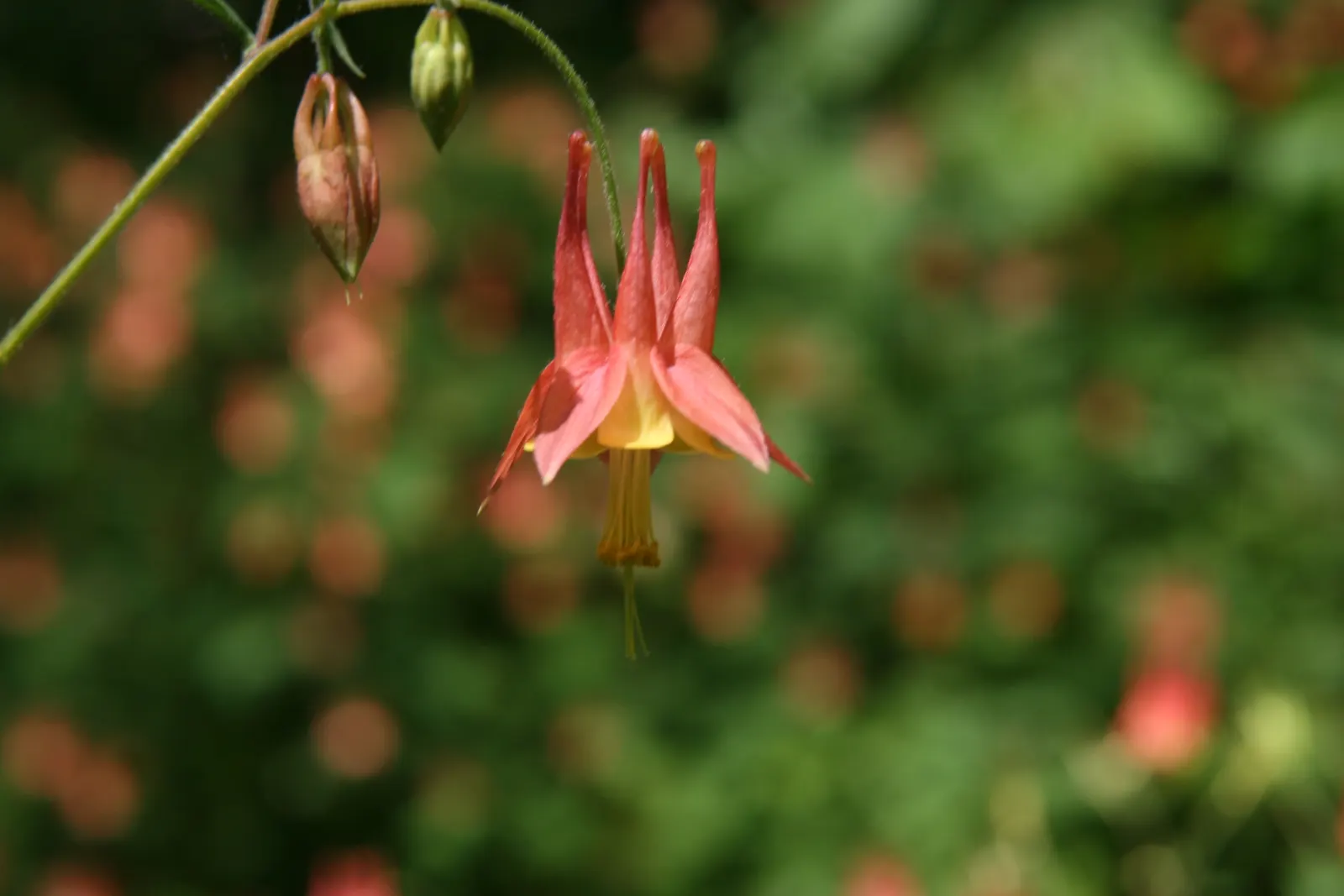 Wild Columbine (Aquilegia Canadensis) — making it an excellent mid-layer species in garden beds when designing for varied visual interest; offering, image 138