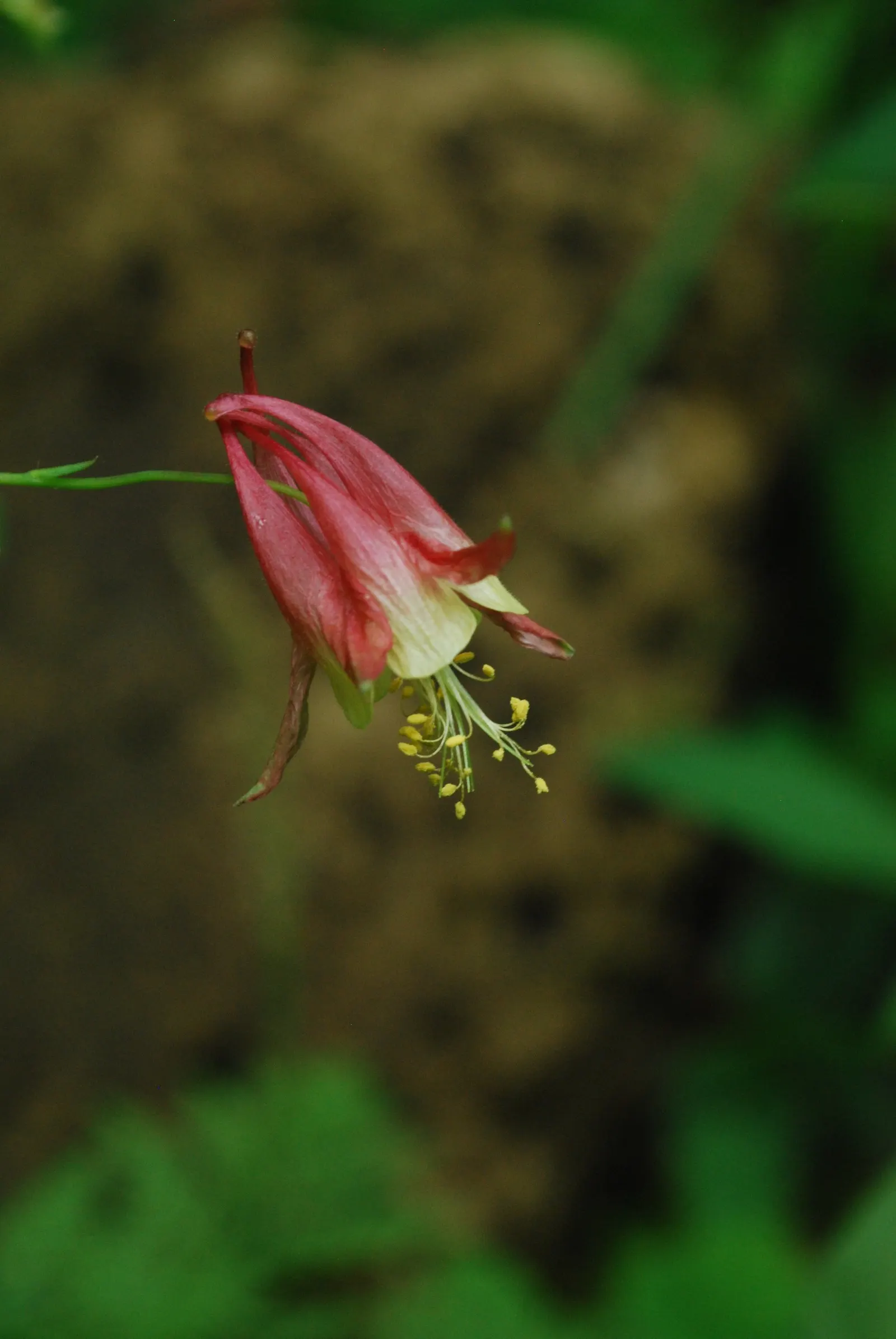 Wild Columbine (Aquilegia Canadensis) — red and yellow flowers in the garden; at maturity, it stands 1-3 feet tall with a similar spread, image 145
