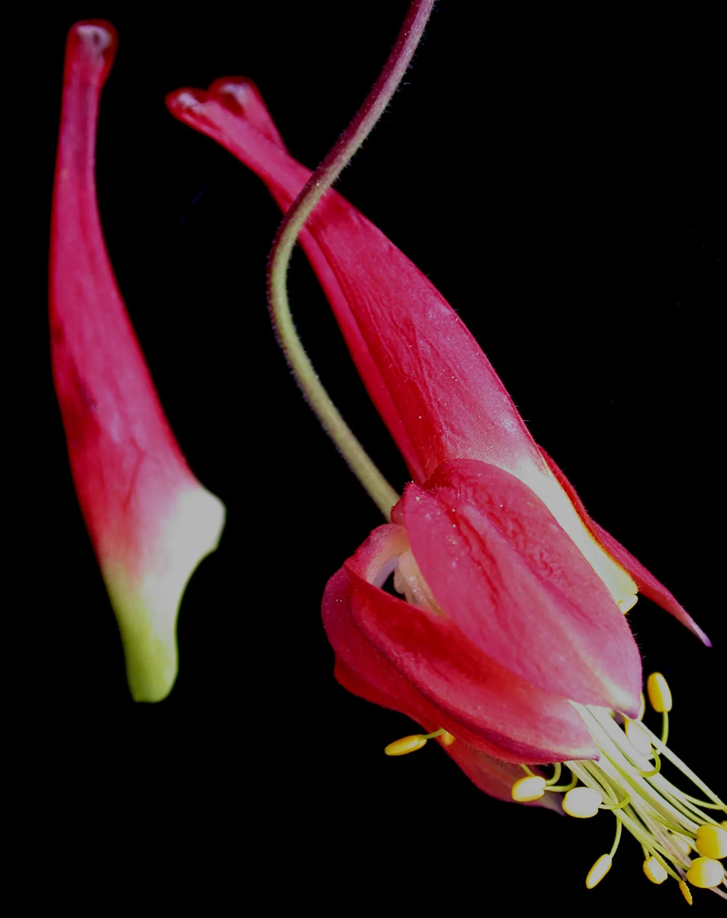 Wild Columbine (Aquilegia Canadensis) — It features distinct, nodding red and yellow flowers with backward-pointing spurs, blooming April to June, image 128