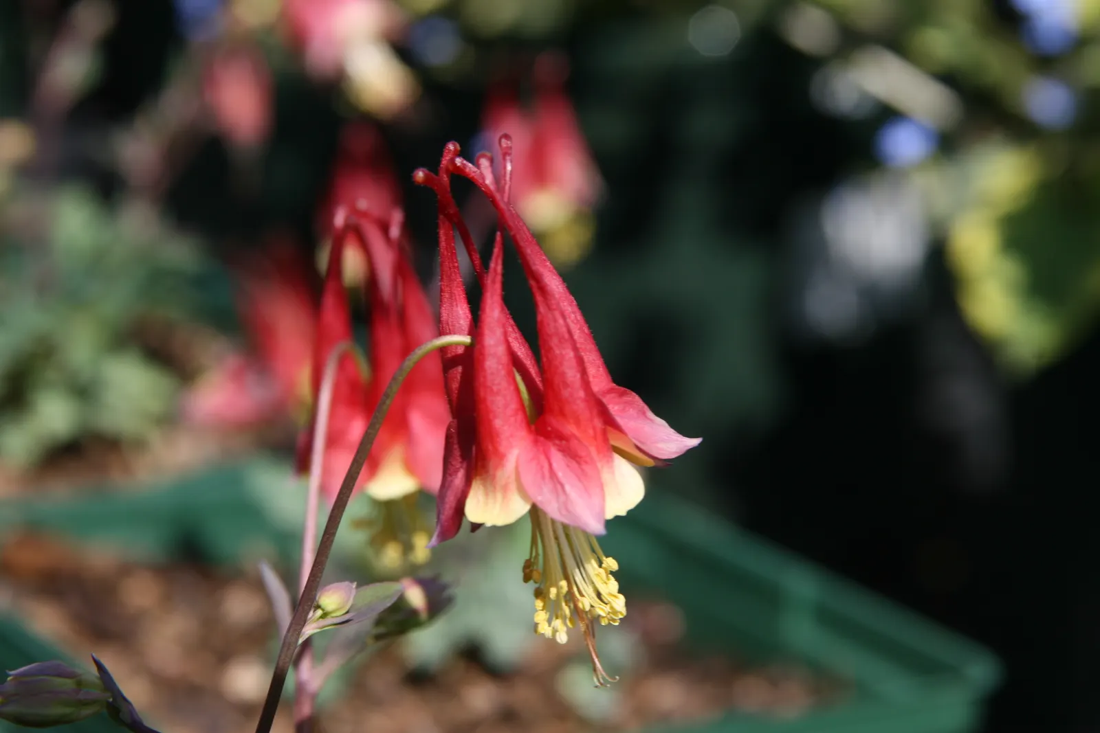 Wild Columbine (Aquilegia Canadensis) — offering a naturalized aesthetic to the design, image 144