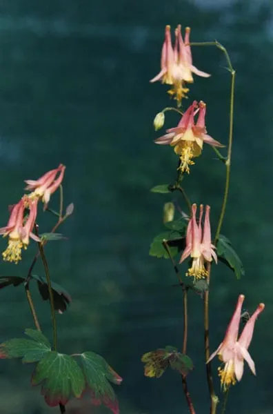 Wild Columbine (Aquilegia Canadensis) — Aquilegia canadensis, commonly known as Wild Columbine, is a perennial native to North America; at, image 148
