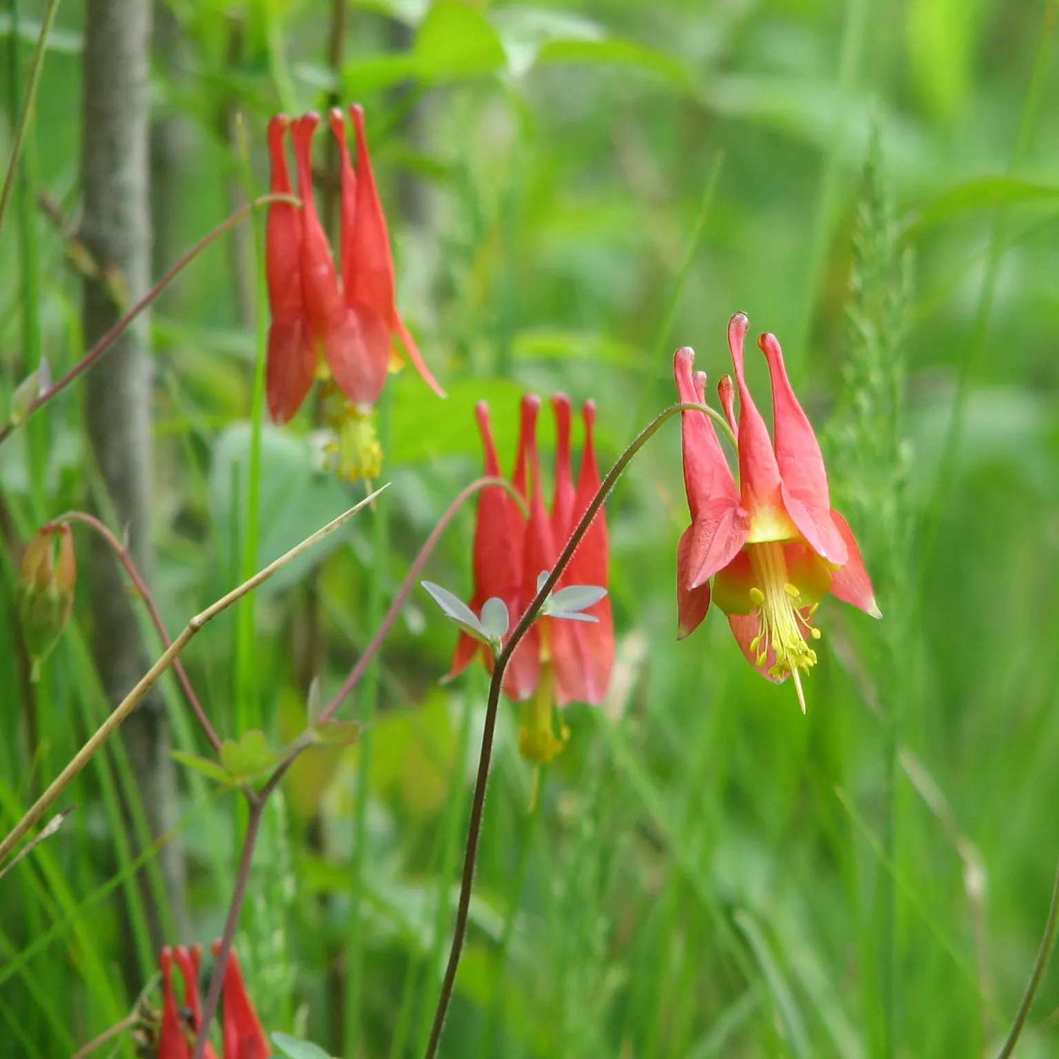 Wild Columbine (Aquilegia Canadensis) — consider the Wild Columbine for its low maintenance needs and captivating appearance; offering a, image 141