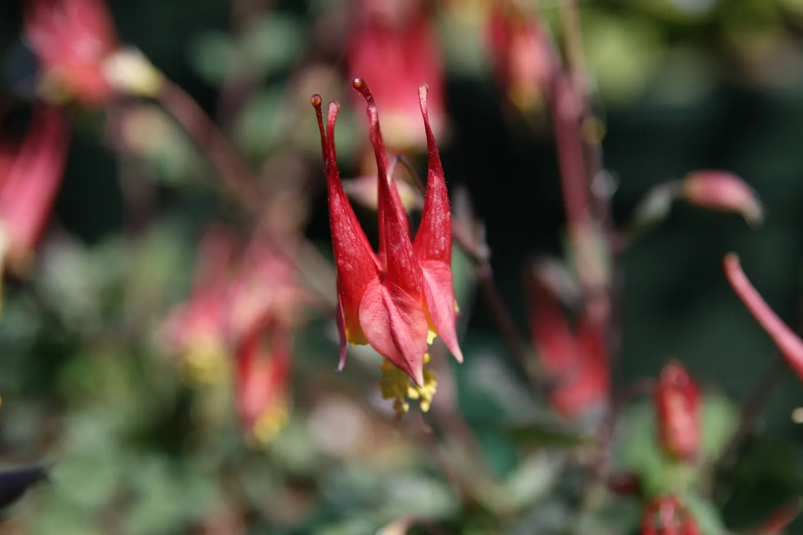 Wild Columbine (Aquilegia Canadensis) — It features distinct, nodding red and yellow flowers with backward-pointing spurs, blooming April to June, image 44