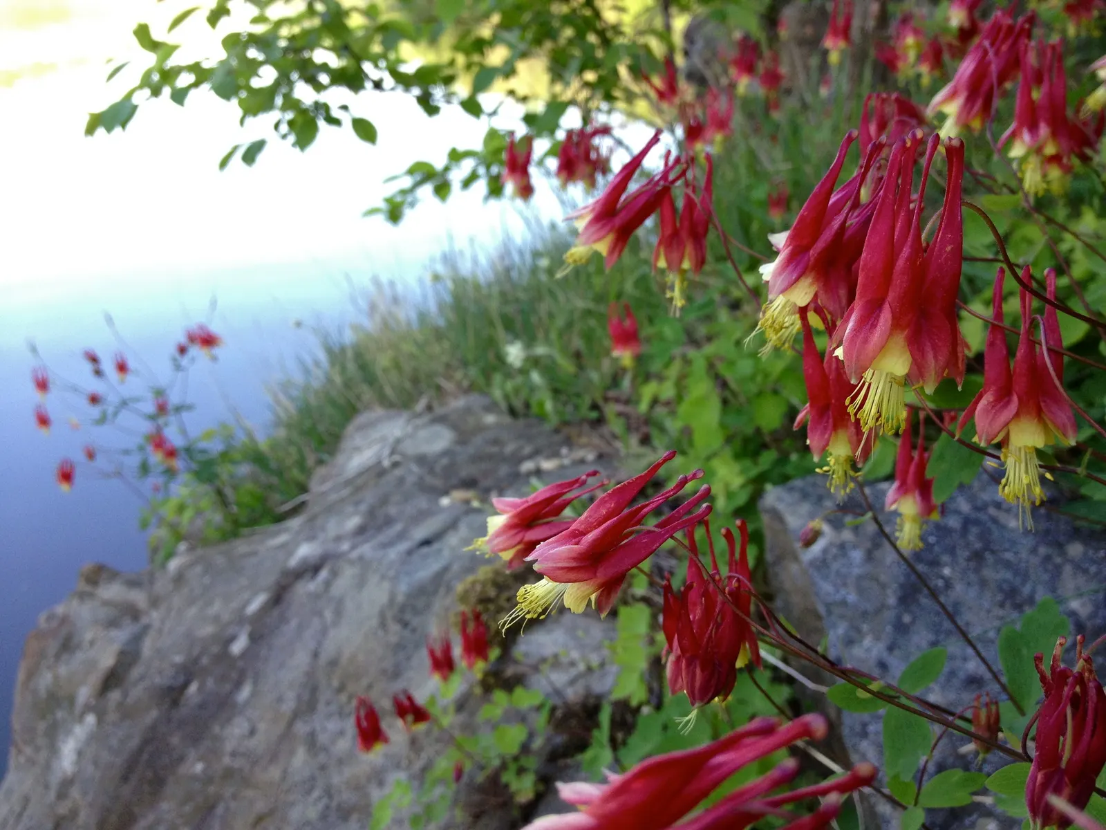 Wild Columbine (Aquilegia Canadensis) — It thrives in part shade but can tolerate full sun in cooler climates, provided the soil remains moist; the, image 56