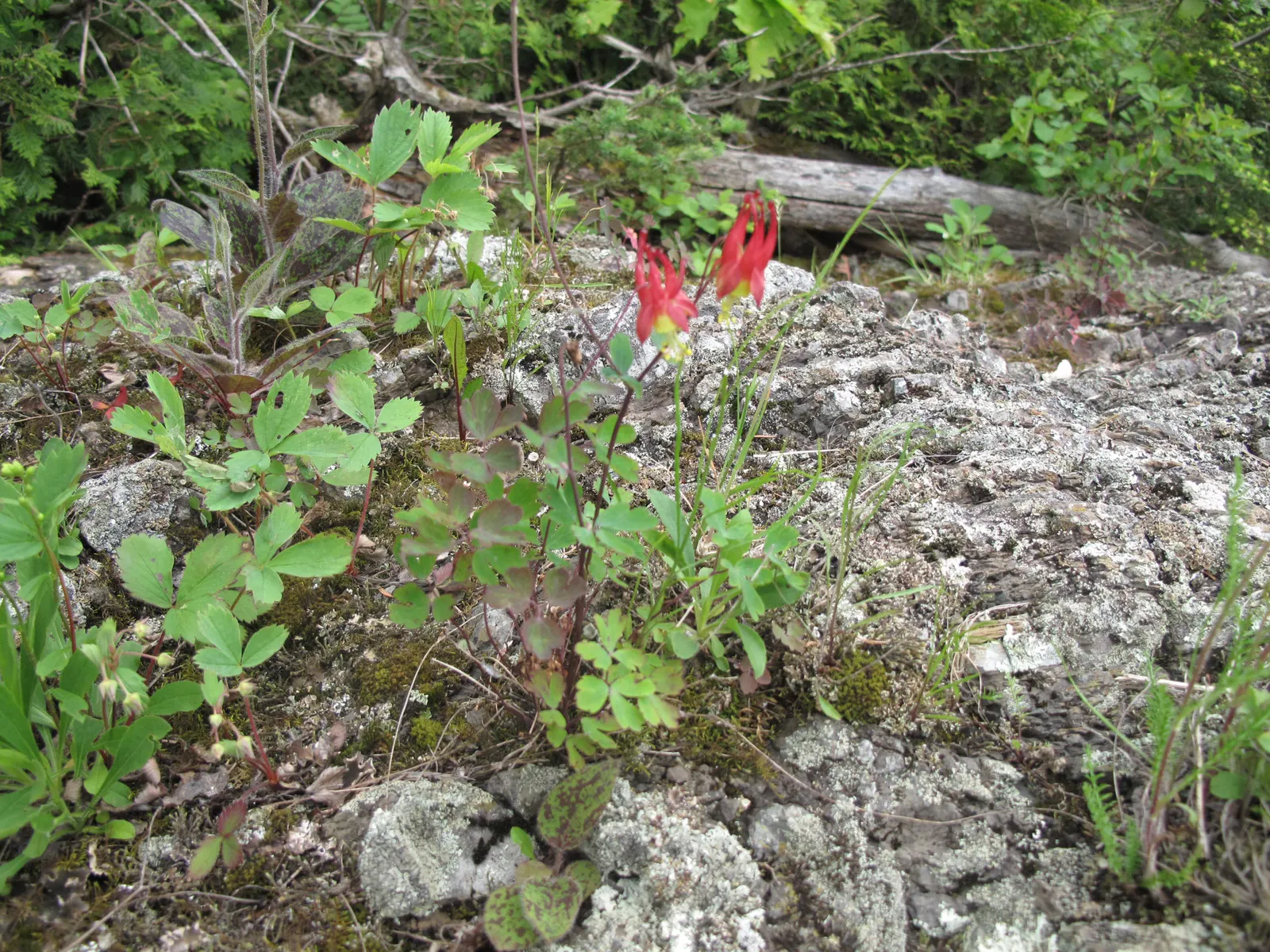 Wild Columbine (Aquilegia Canadensis) — red and yellow flowers in the garden; at maturity, it stands 1-3 feet tall with a similar spread, image 82