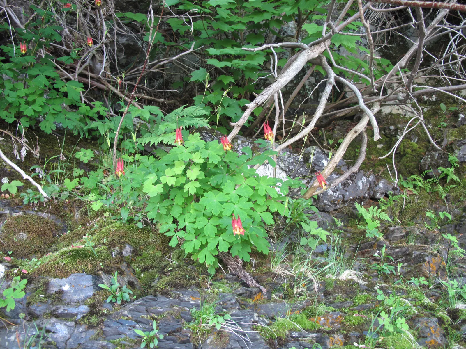 Wild Columbine (Aquilegia Canadensis) — These blooms are a magnet for hummingbirds and butterflies; at maturity, it stands 1-3 feet tall with a, image 139