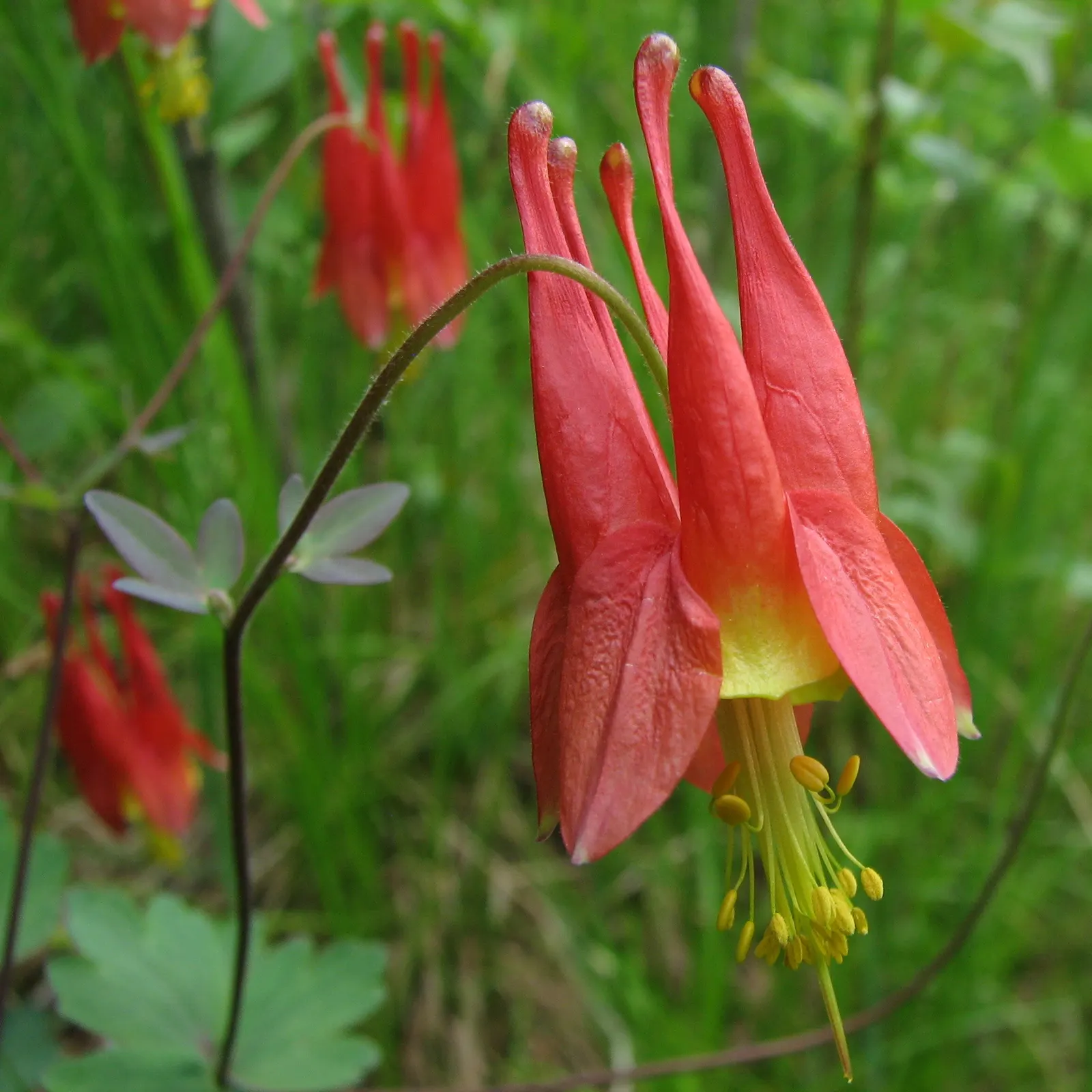 Wild Columbine (Aquilegia Canadensis) — making it an excellent mid-layer species in garden beds when designing for varied visual interest; offering, image 75