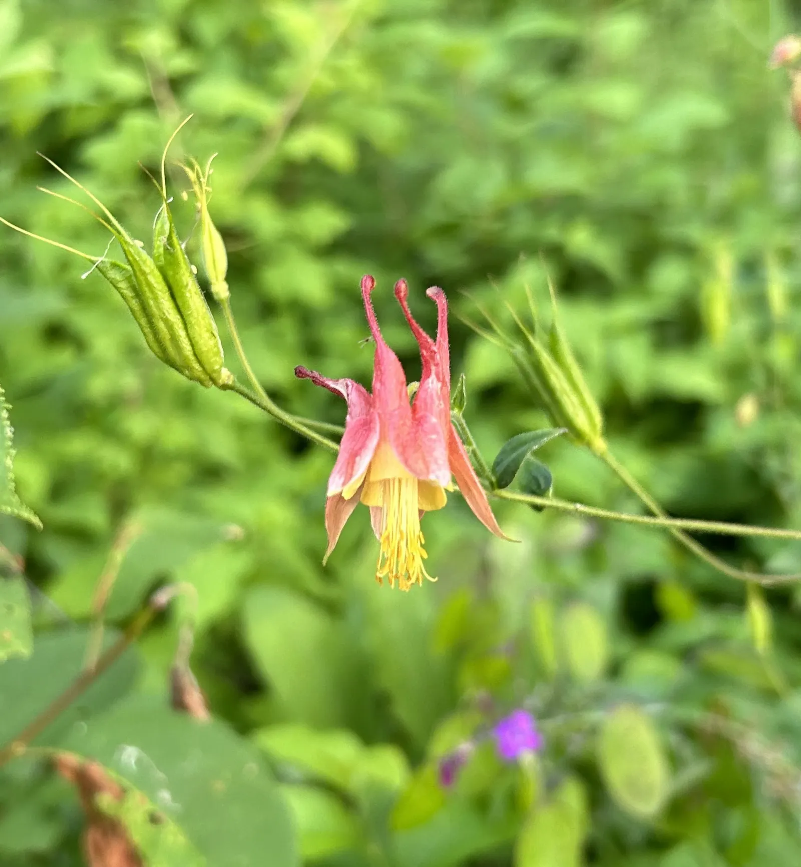 Wild Columbine (Aquilegia Canadensis) — perennial with red and yellow blooms; the Wild Columbine flourishes in USDA Hardiness Zones 3 through 8, image 125