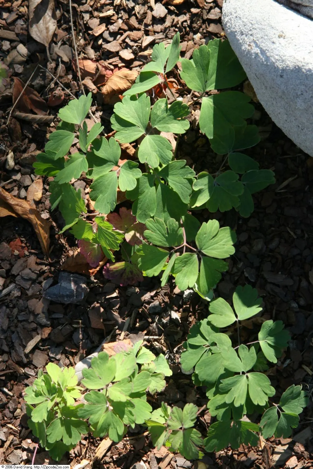 Wild Columbine (Aquilegia Canadensis) — making it an excellent mid-layer species in garden beds when designing for varied visual interest; offering a