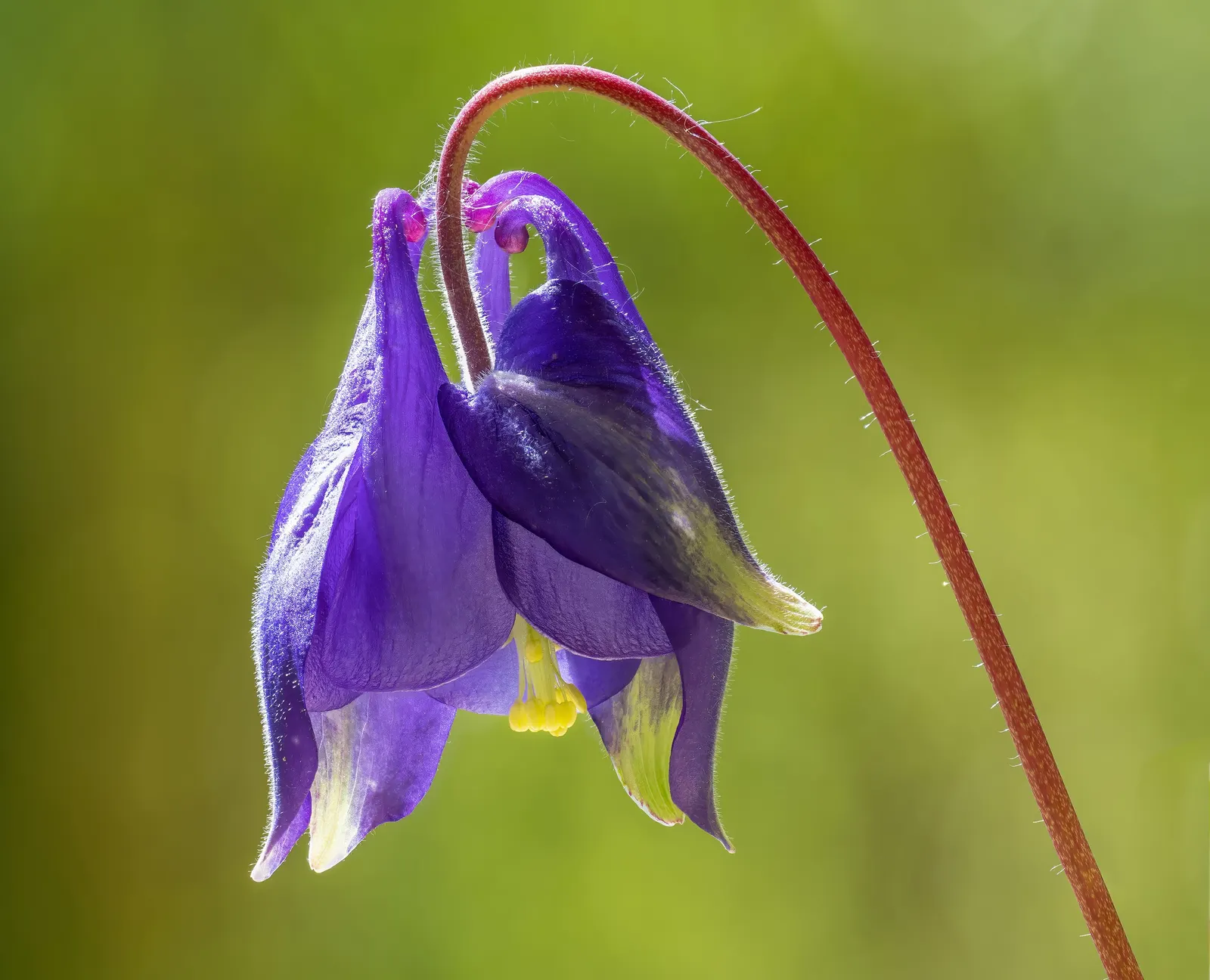 Wild Columbine (Aquilegia Canadensis) — is a charming North American native perennial that is highly coveted in landscape design for its, image 113