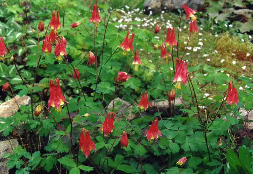 Wild Columbine (Aquilegia Canadensis) — Thriving in USDA zones 3-8, it prefers partially shaded areas and well-draining soil; offering a, image 171
