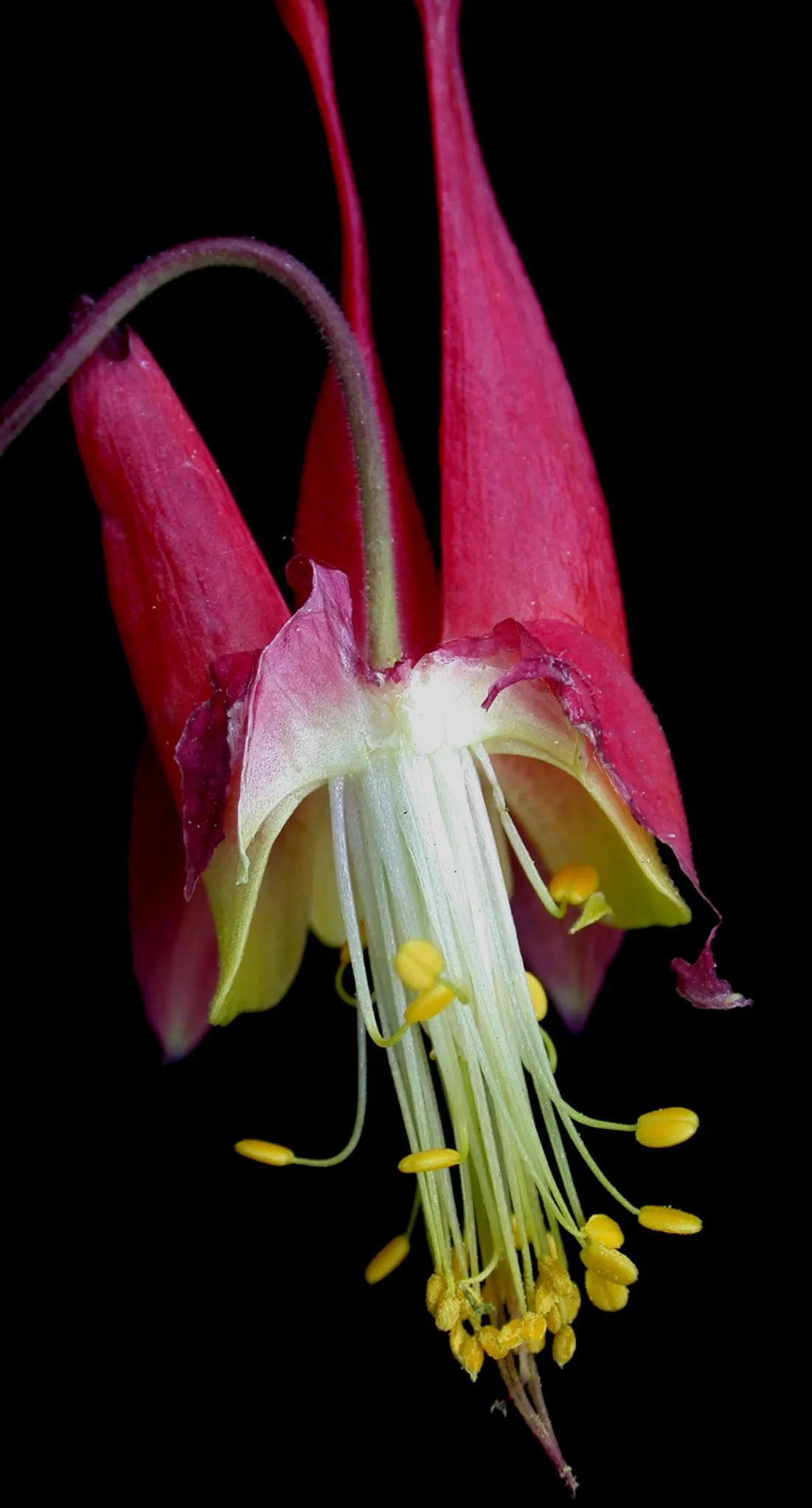 Wild Columbine (Aquilegia Canadensis) — It features distinct, nodding red and yellow flowers with backward-pointing spurs, blooming April to June, image 170