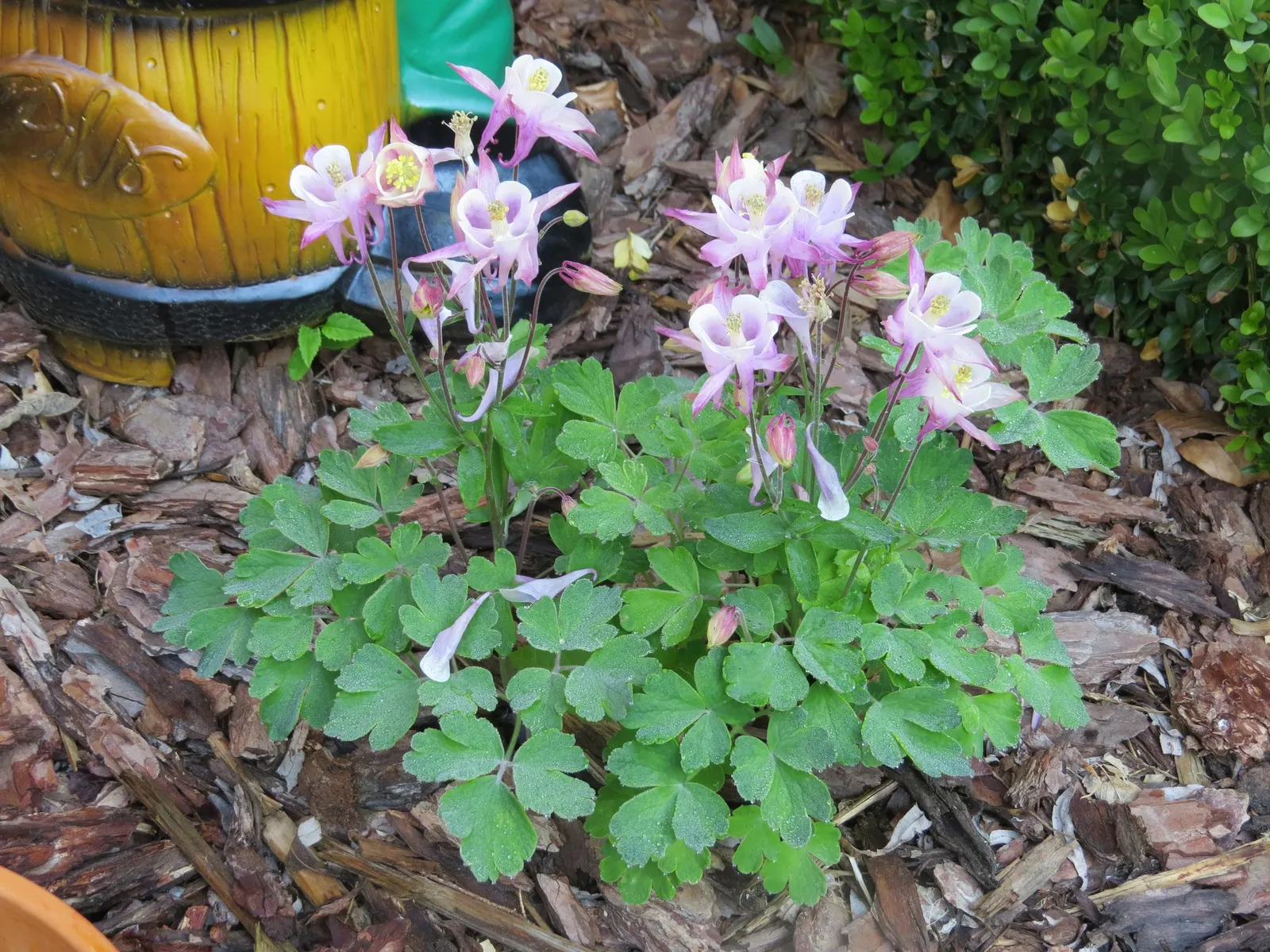 Wild Columbine (Aquilegia Canadensis) — perennial for full or half; offering a naturalized aesthetic to the design, image 63