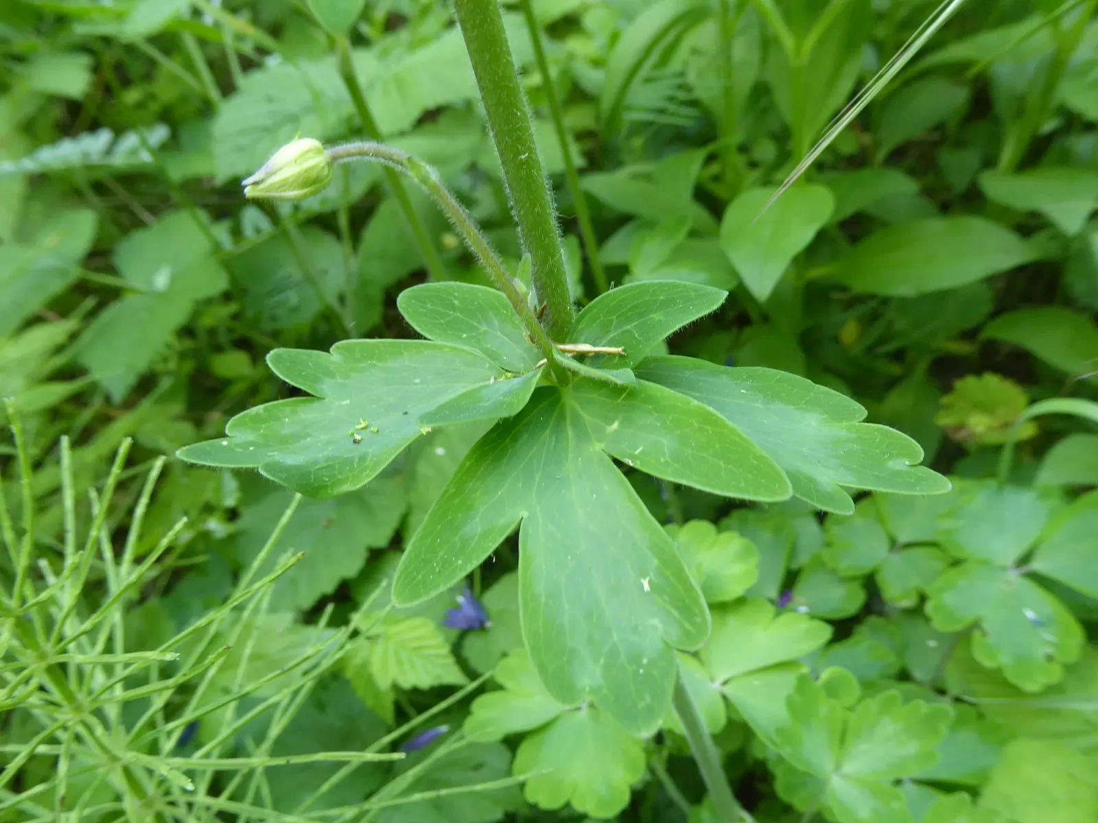 Wild Columbine (Aquilegia Canadensis) — It thrives in part shade but can tolerate full sun in cooler climates, provided the soil remains moist; the, image 140