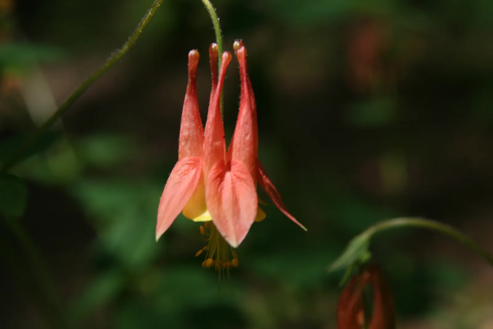 Wild Columbine (Aquilegia Canadensis) — It is also relatively deer resistant, making it a practical and enchanting addition to a client's, image 100