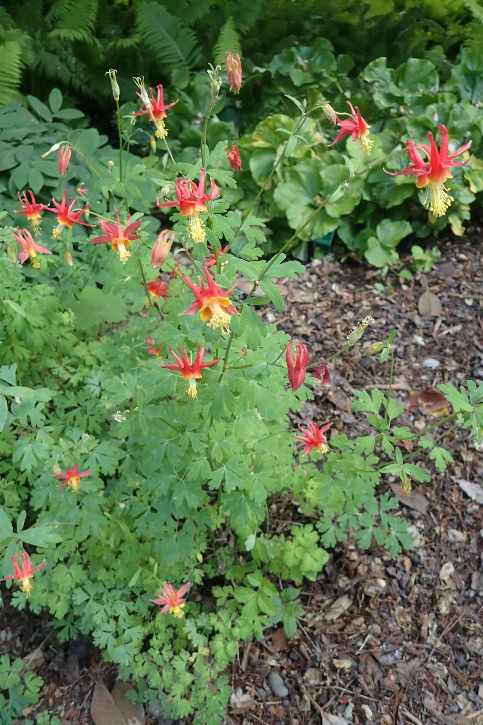 Wild Columbine (Aquilegia Canadensis) — perennial for full or half; offering a naturalized aesthetic to the design, image 105